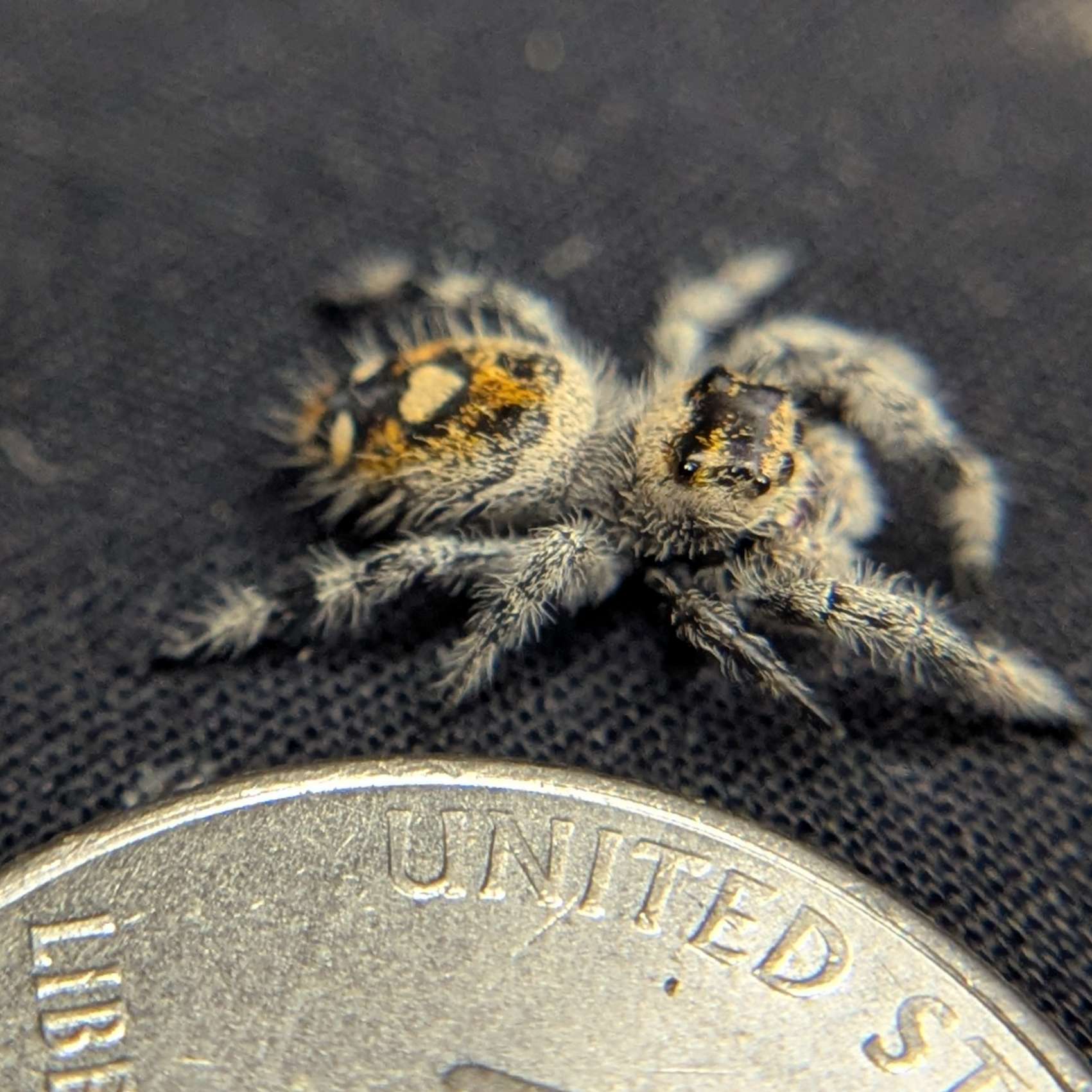 Regal Jumping Spider "Dandelion"