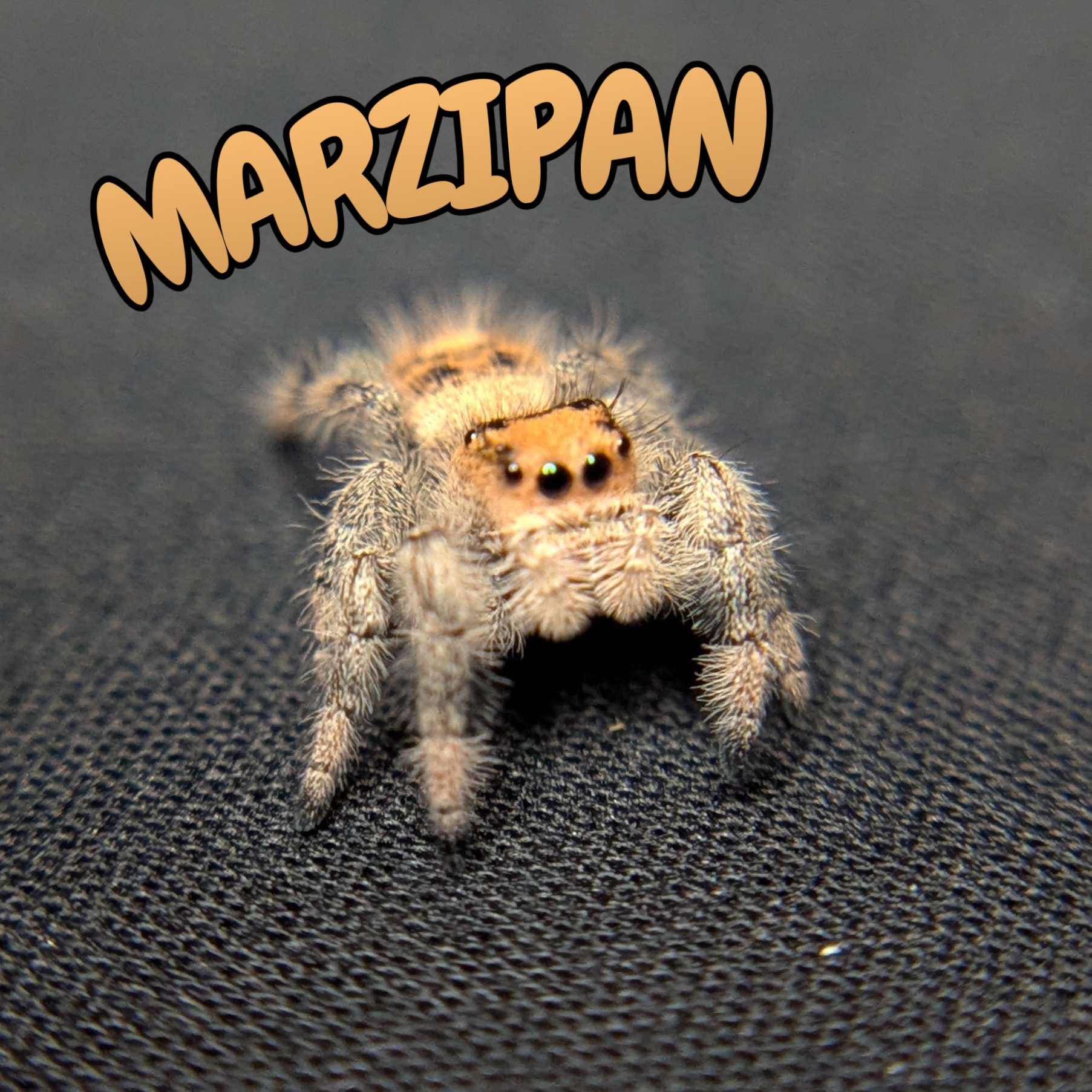 Regal Jumping Spider "Marzipan"