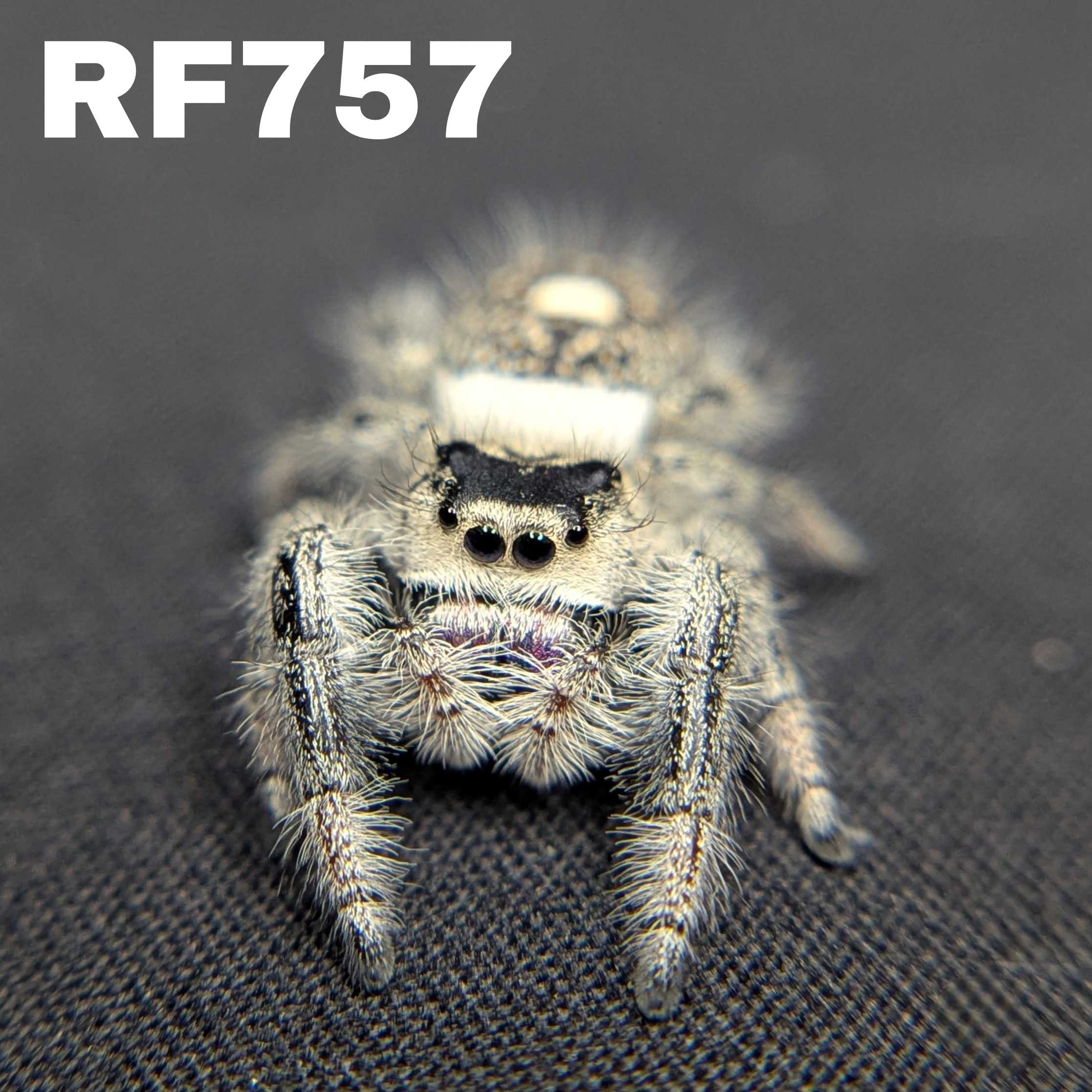 Regal Jumping Spider "Cookies n Cream"