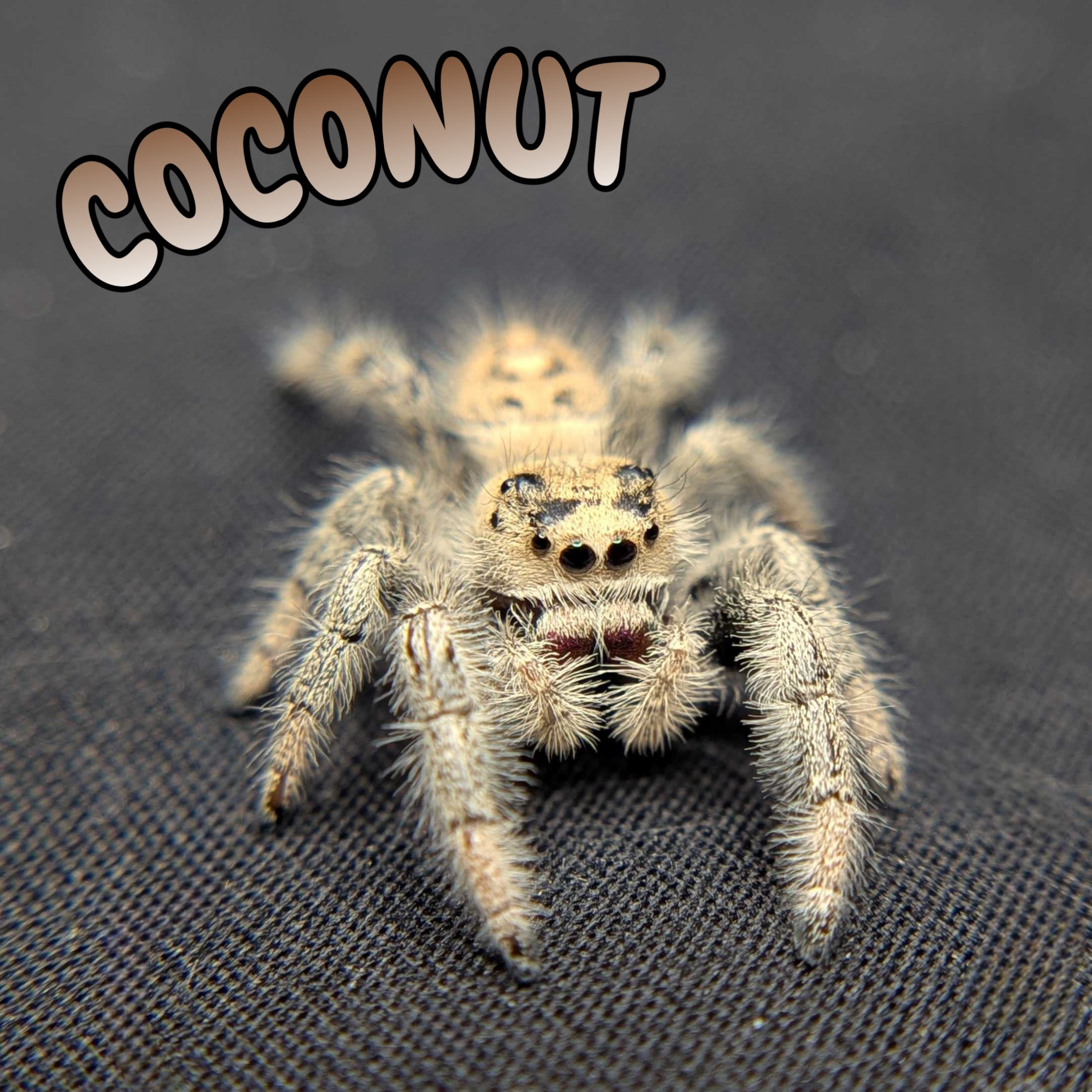Regal Jumping Spider "Coconut"