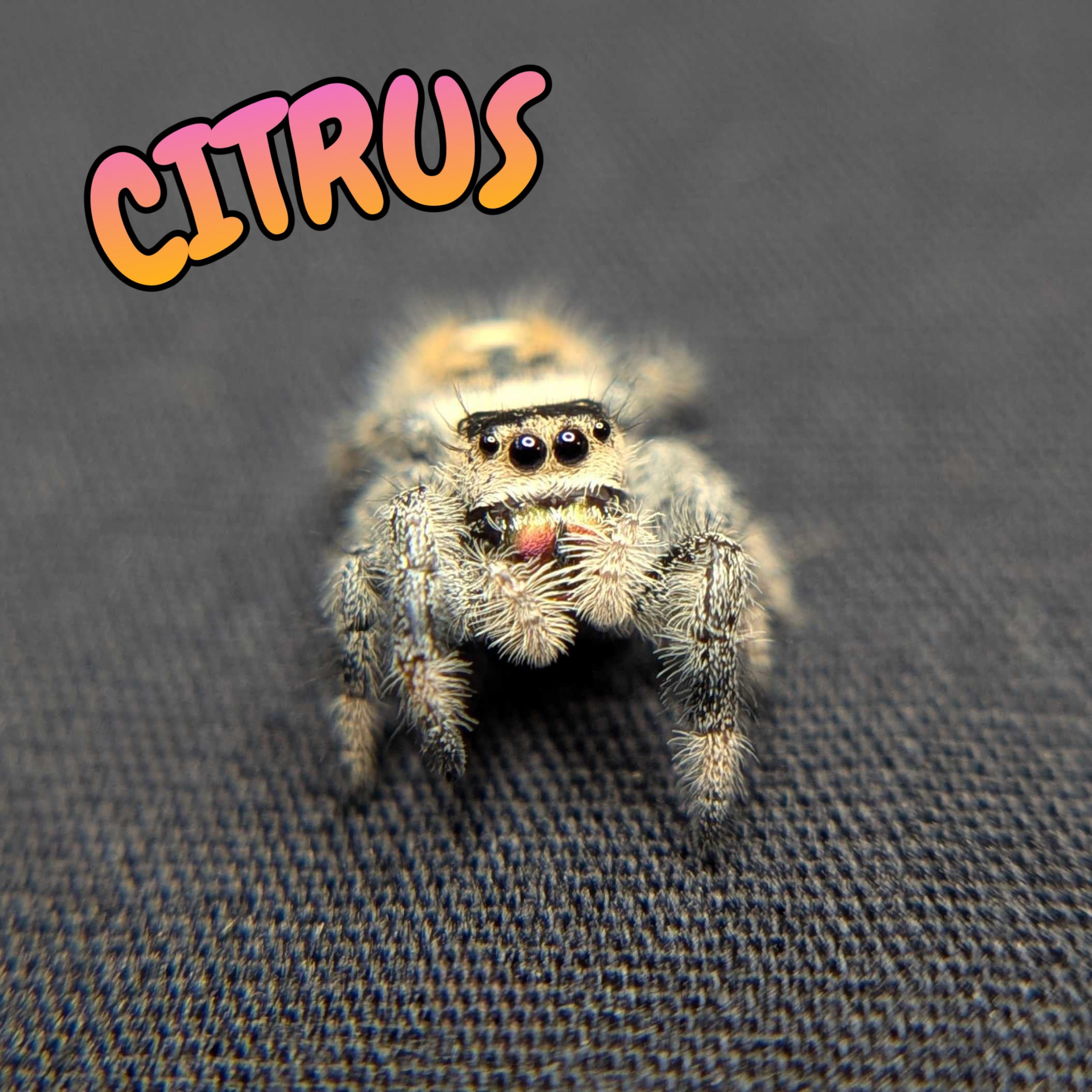 Regal Jumping Spider "Citrus"