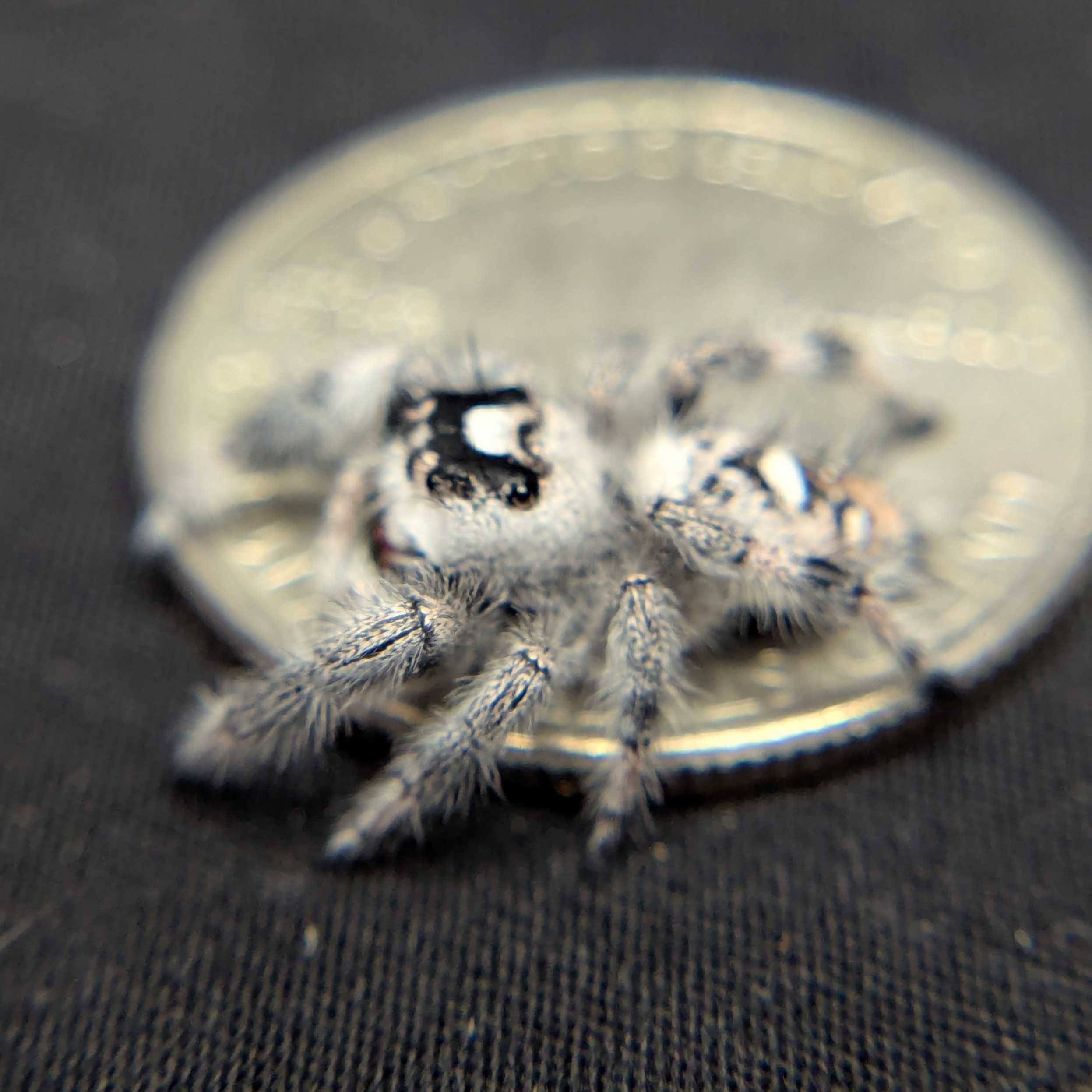 Regal Jumping Spider "Mozzarella"