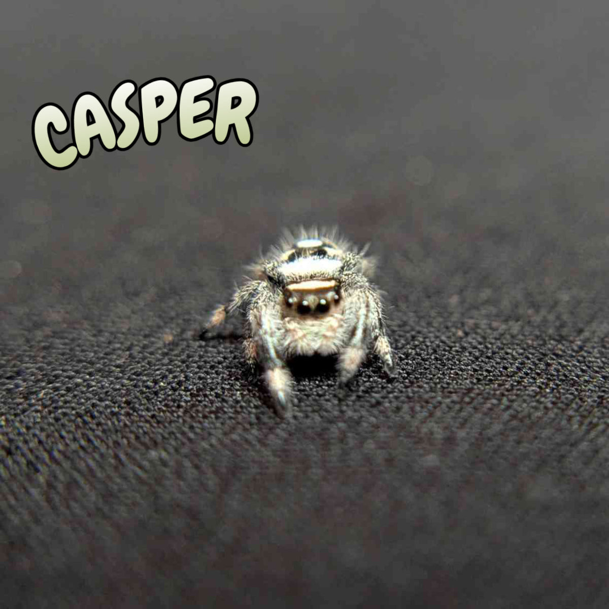 Regal Jumping Spider "Casper"