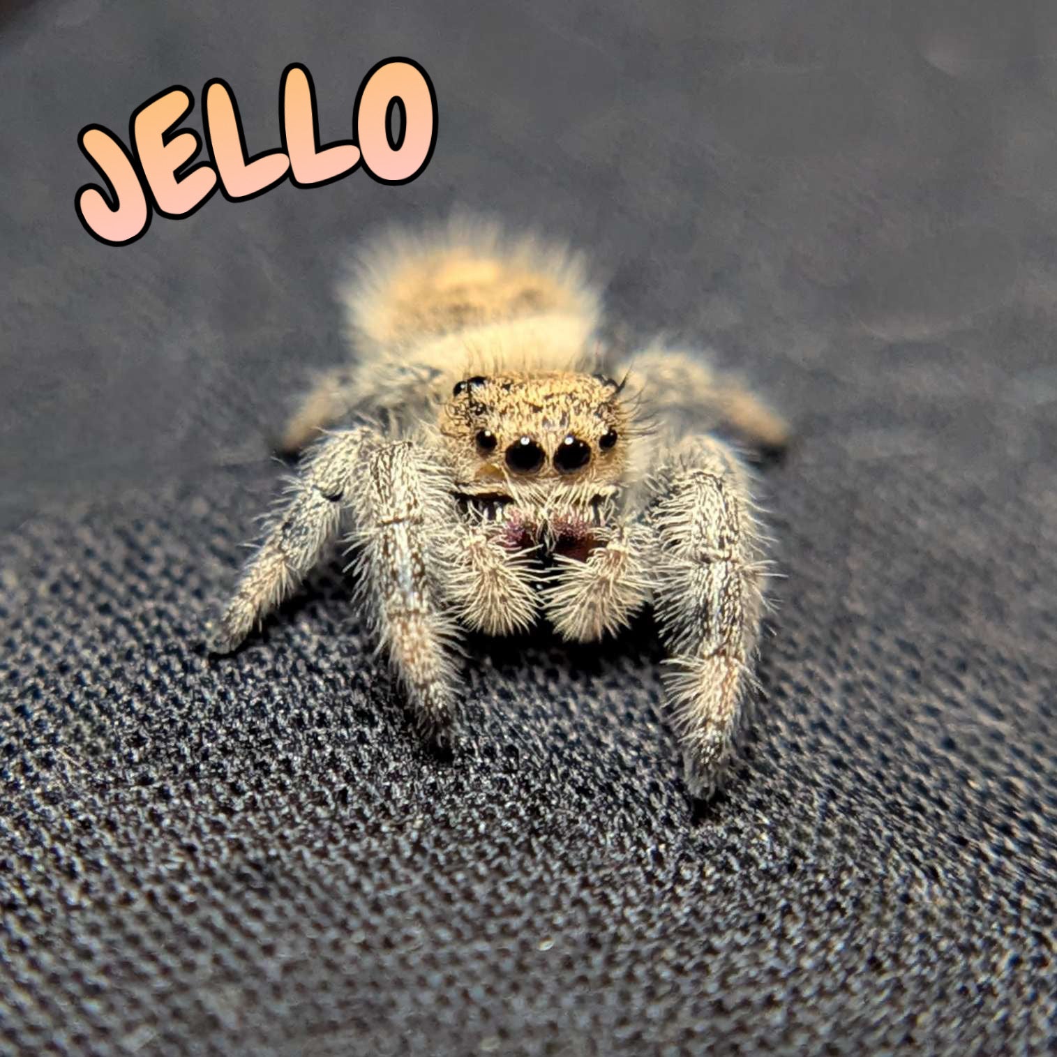 Regal Jumping Spider "Jello"