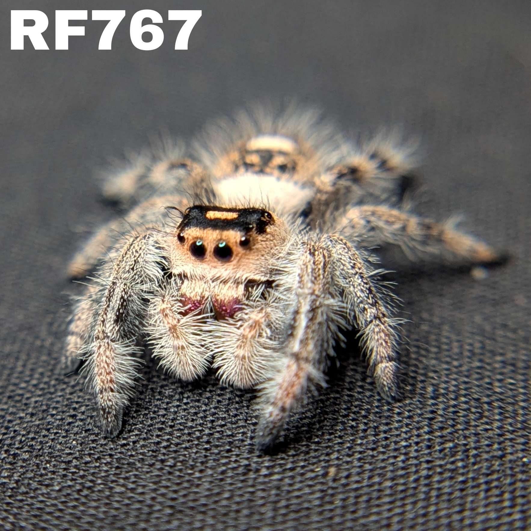 Regal Jumping Spider "Wine"