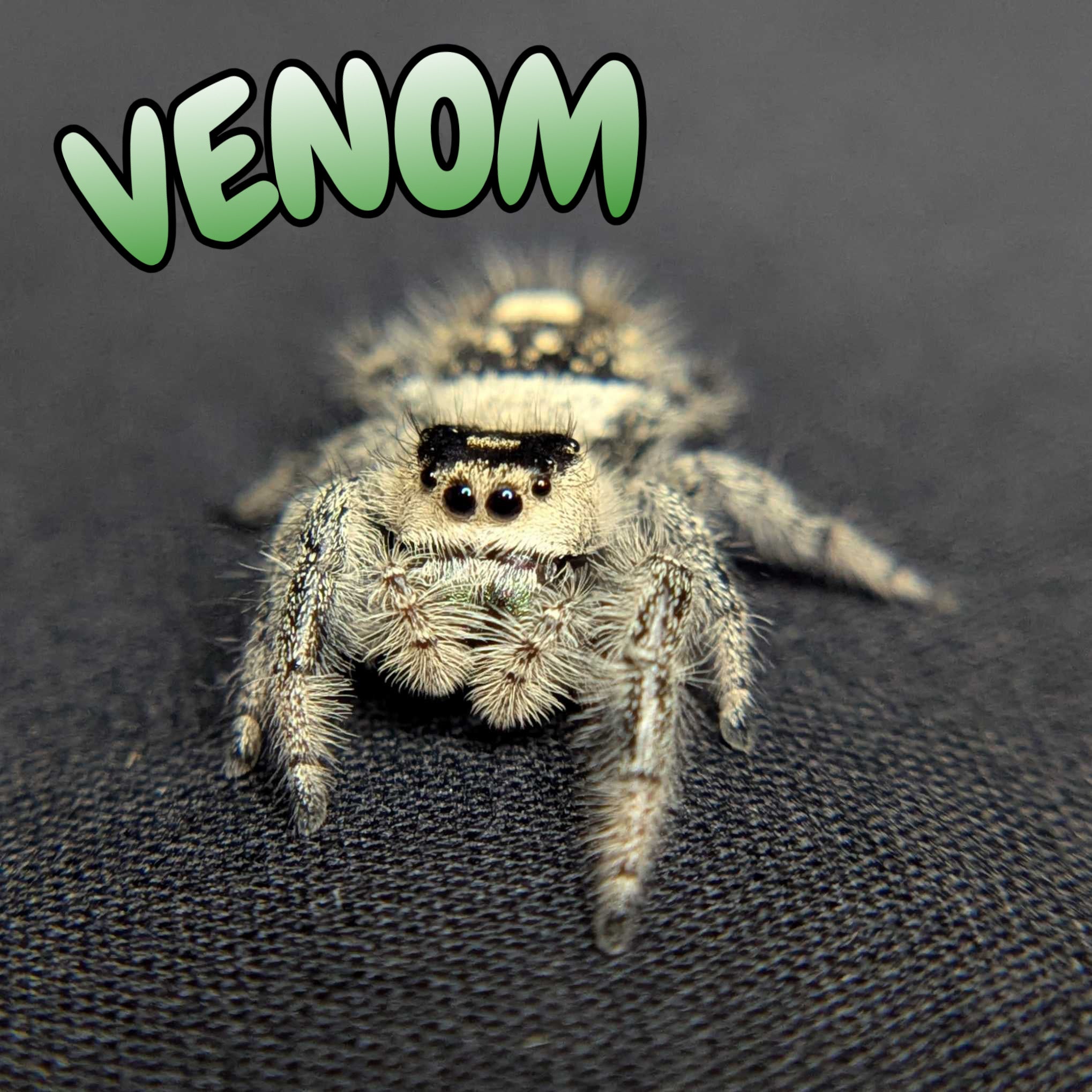 Regal Jumping Spider "Venom"