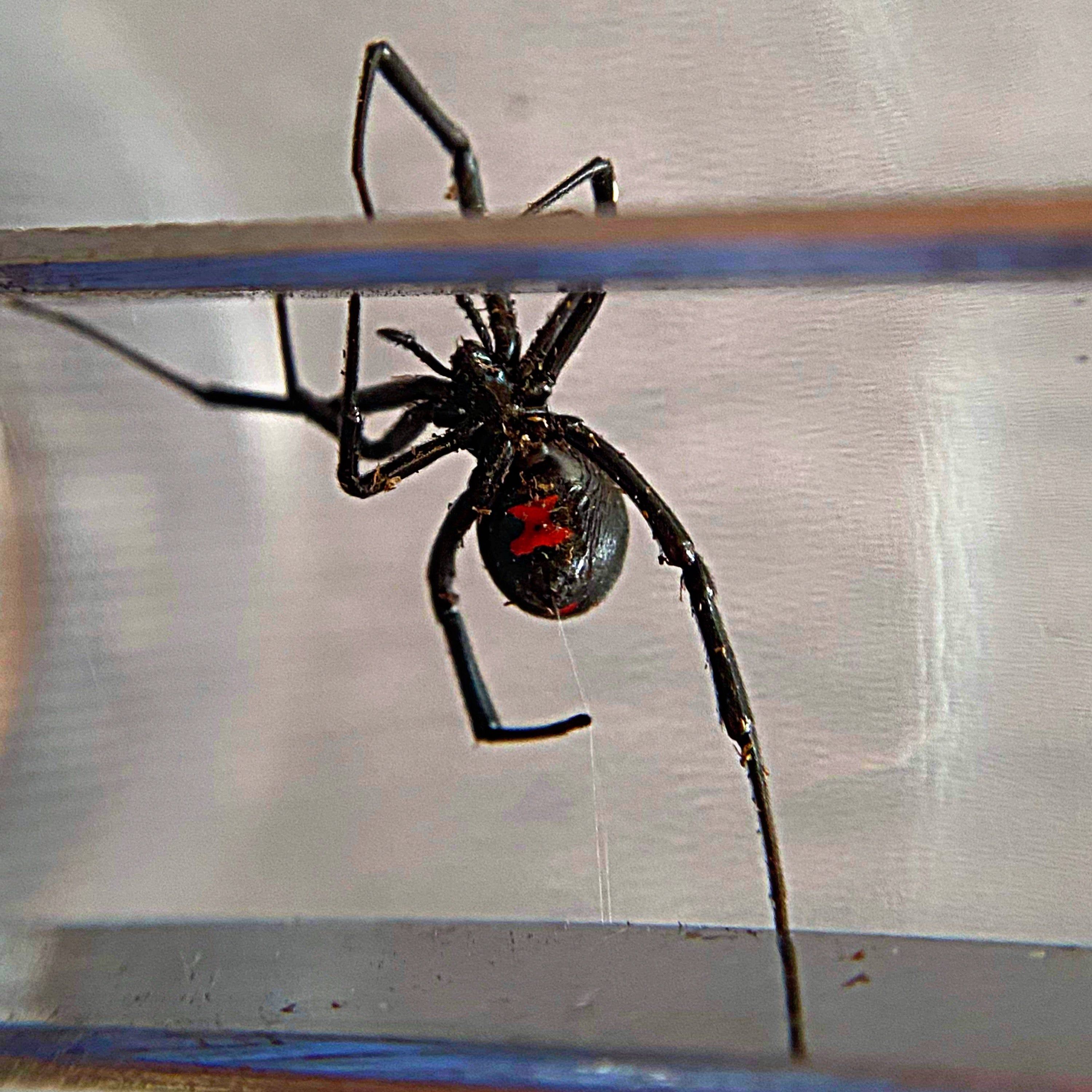 Latrodectus mactans 'Southern Black Widow'