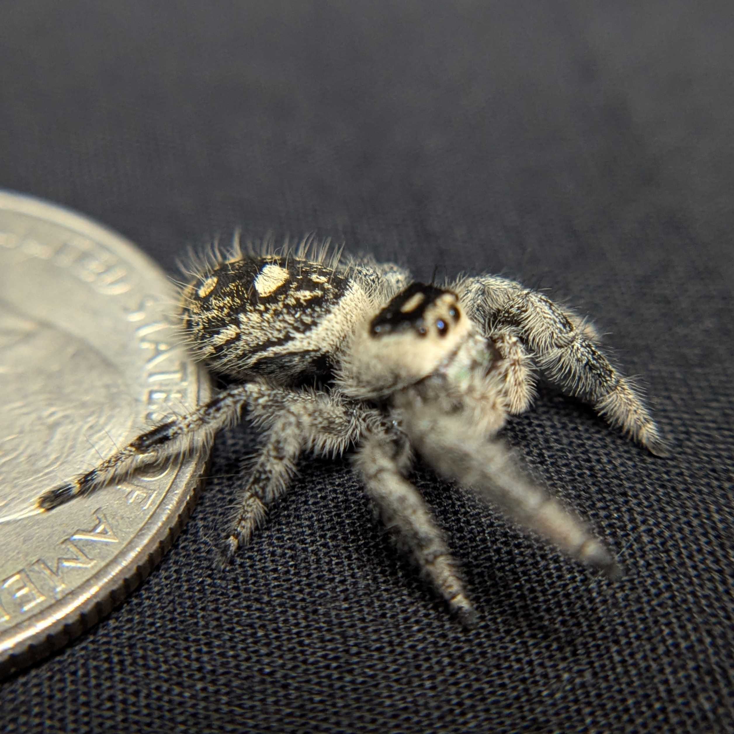 Regal Jumping Spider "Venom"