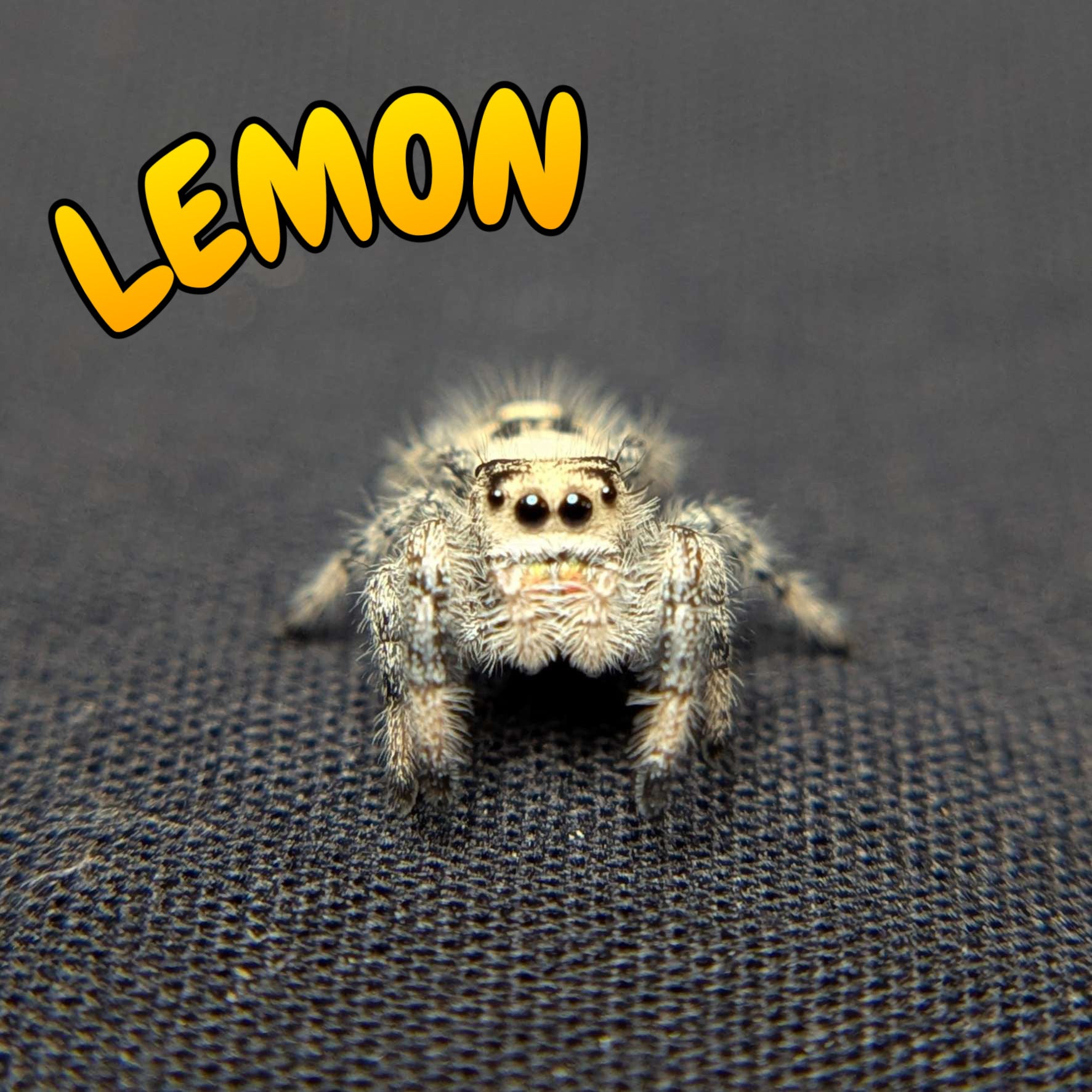 Female Regal Jumping Spider Lemon