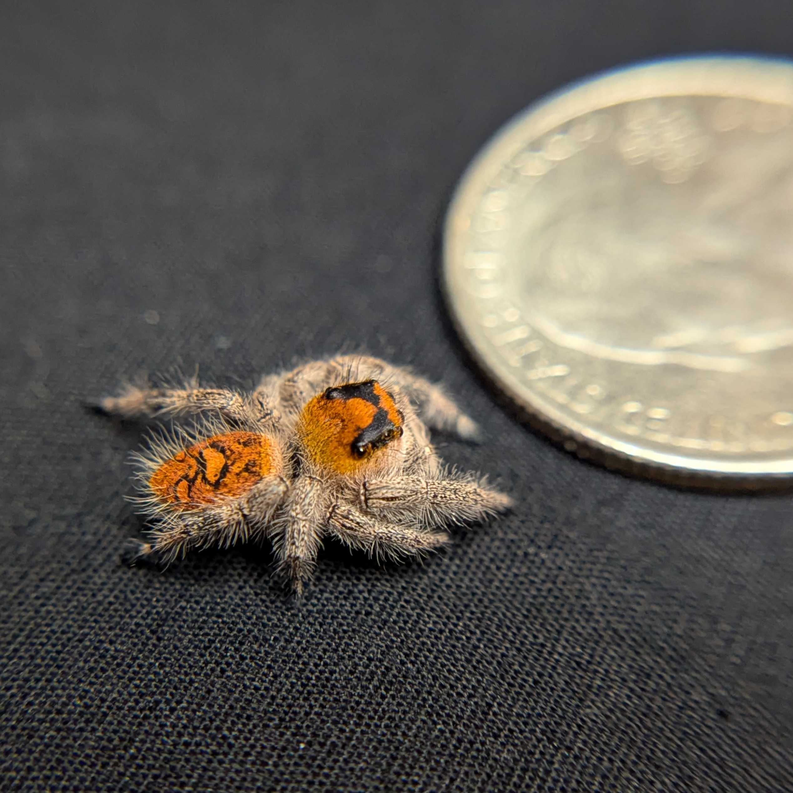 Regal Jumping Spider "Raspberry"