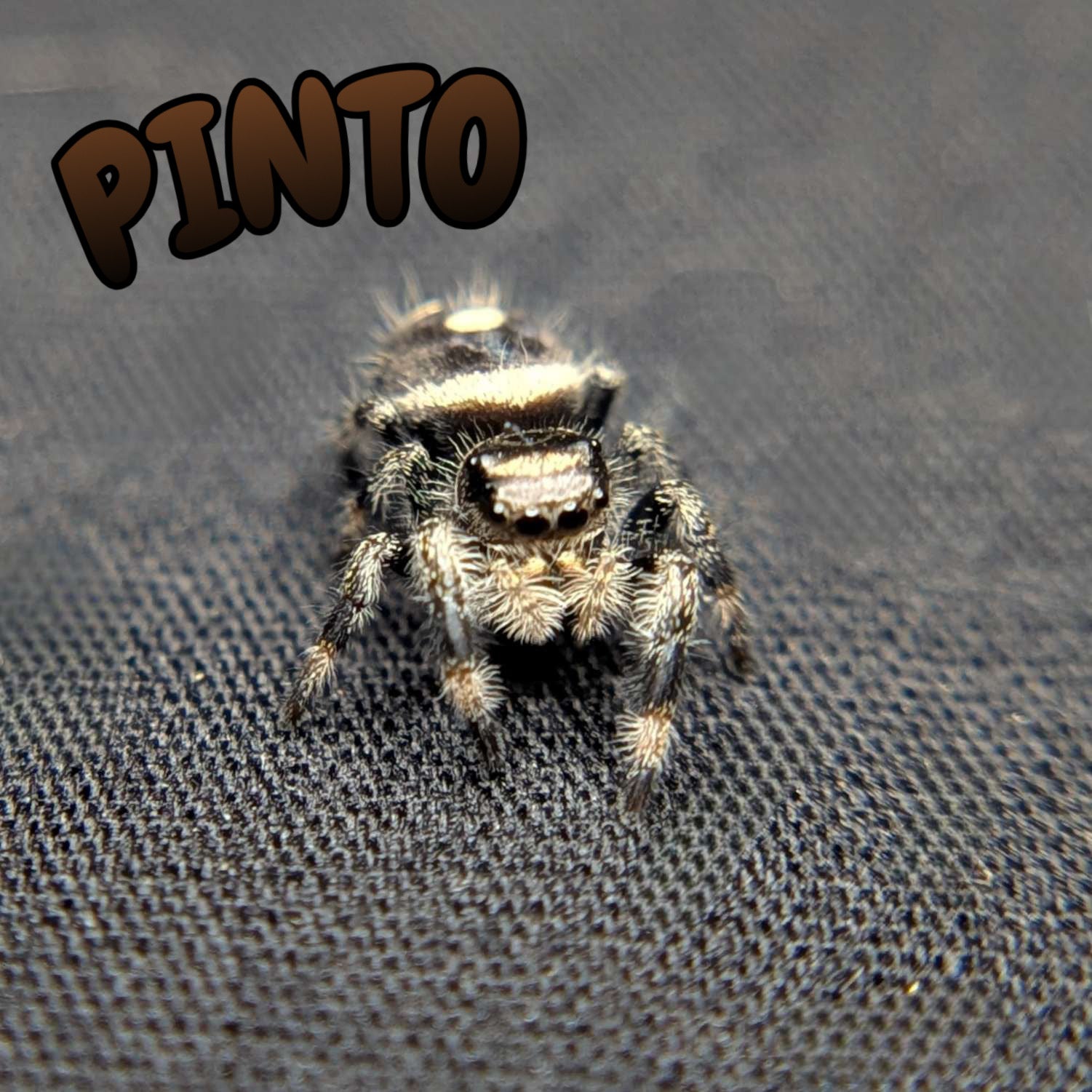 Regal Jumping Spider "Pinto"