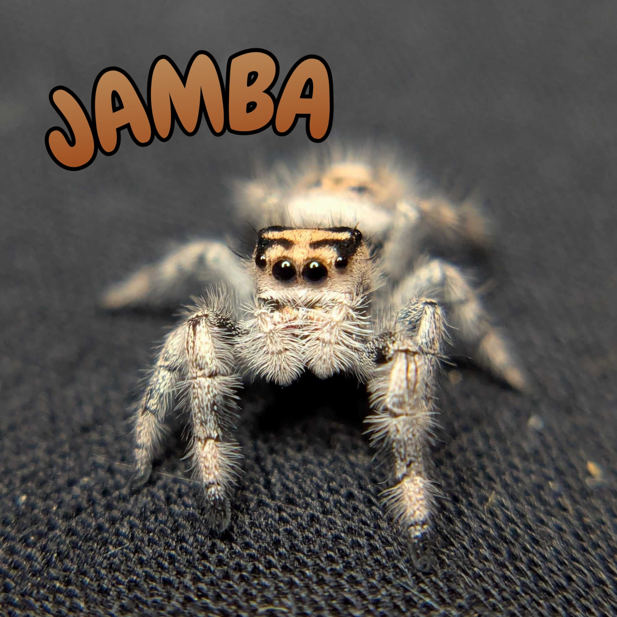 Regal Jumping Spider "Jamba"