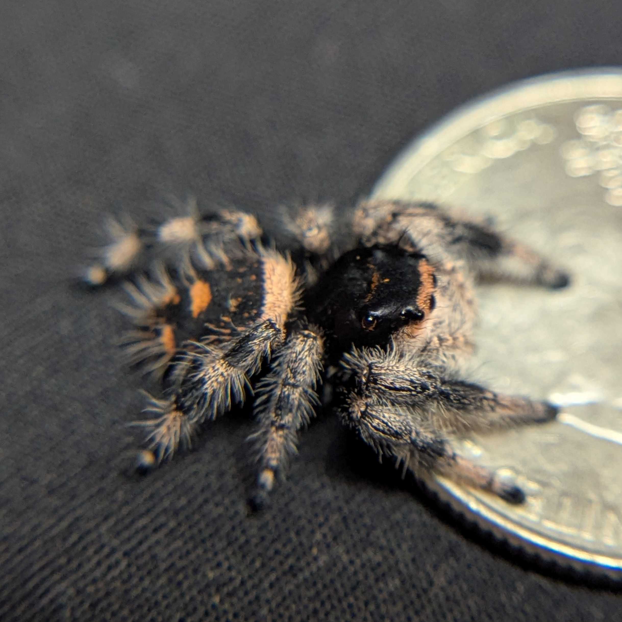 Regal Jumping Spider "Caramel"