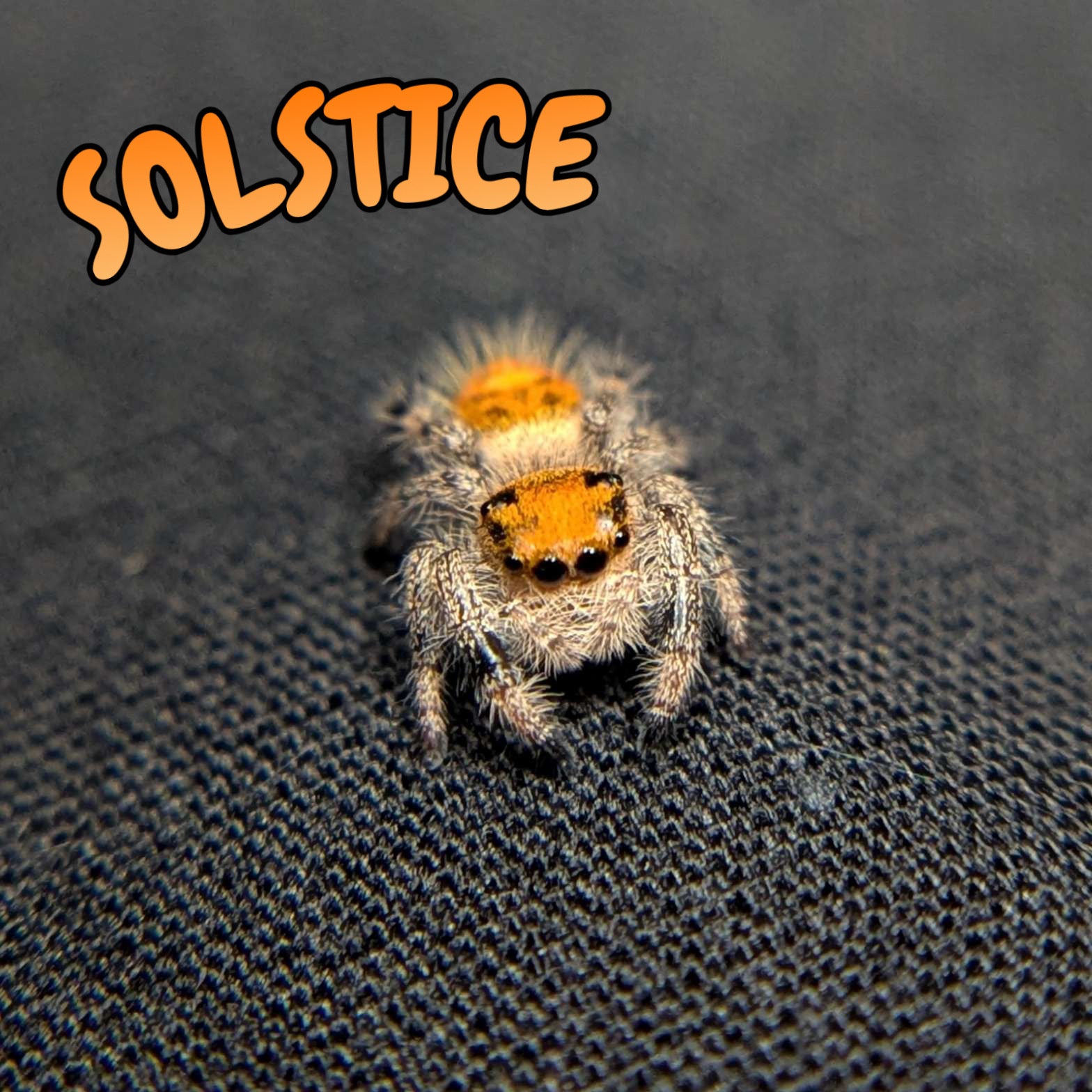 Regal Jumping Spider “Solstice”