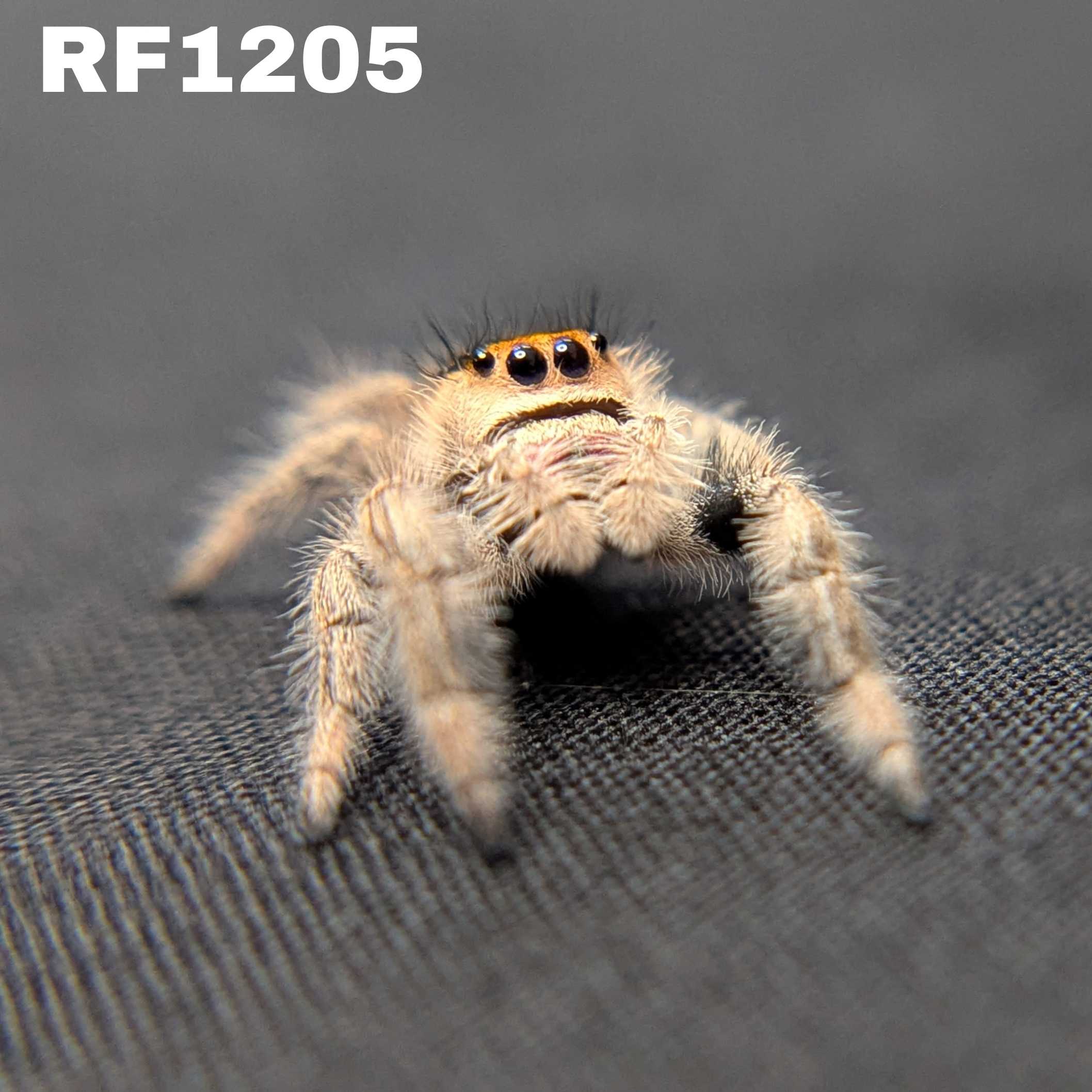 Regal Jumping Spider "Punkin"