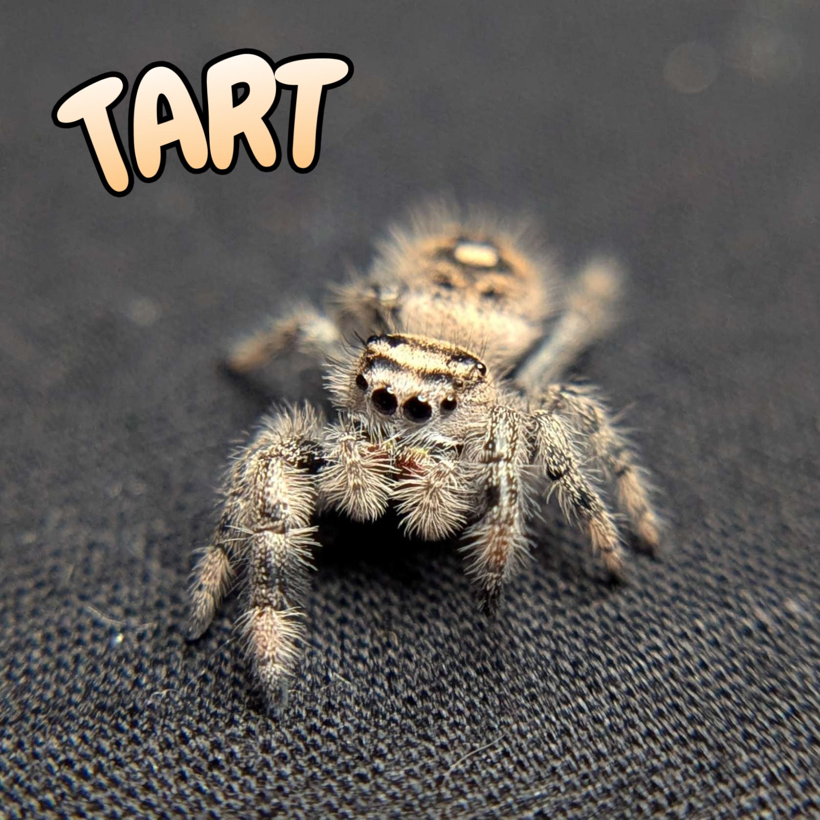 Regal Jumping Spider "Tart"