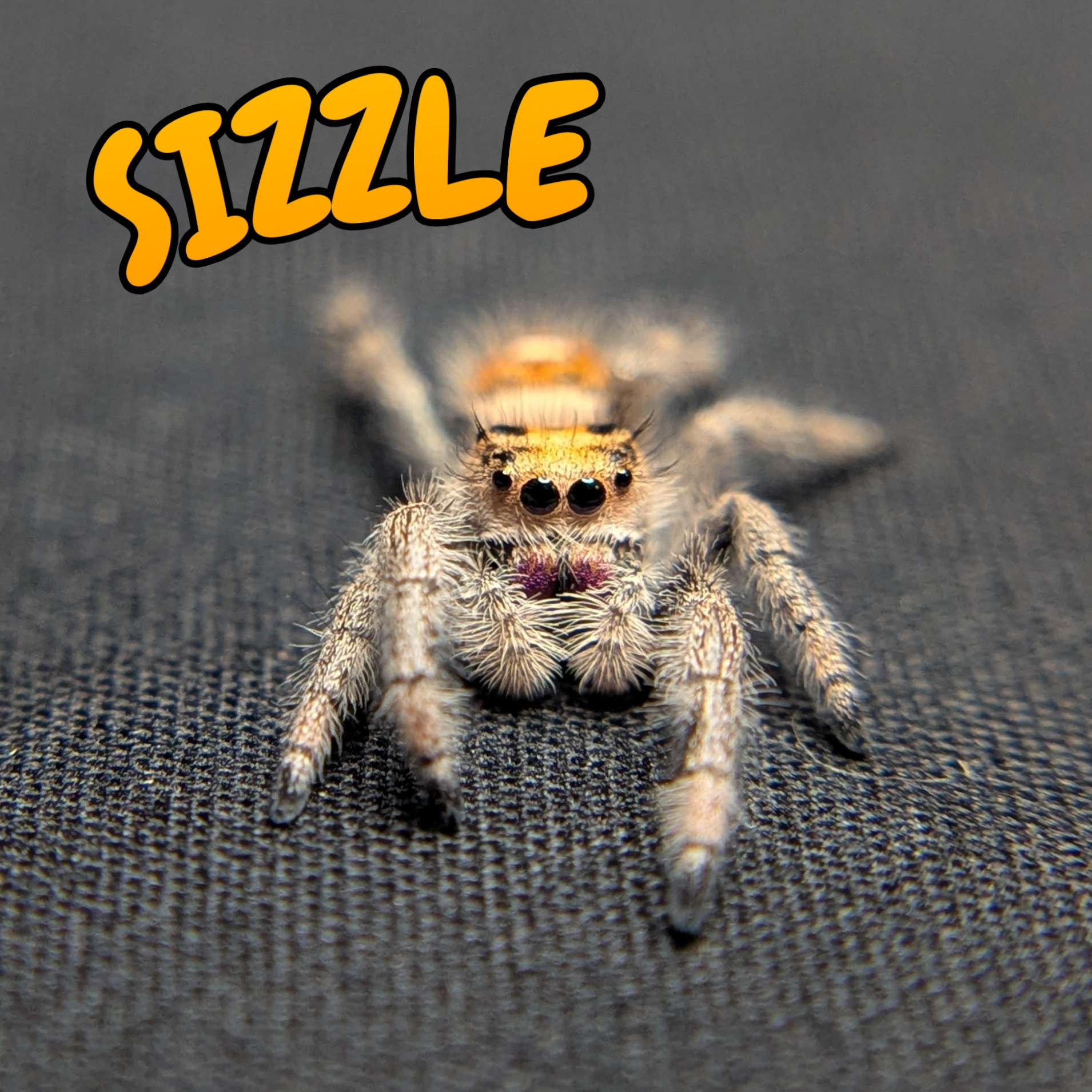 Regal Jumping Spider "Sizzle"