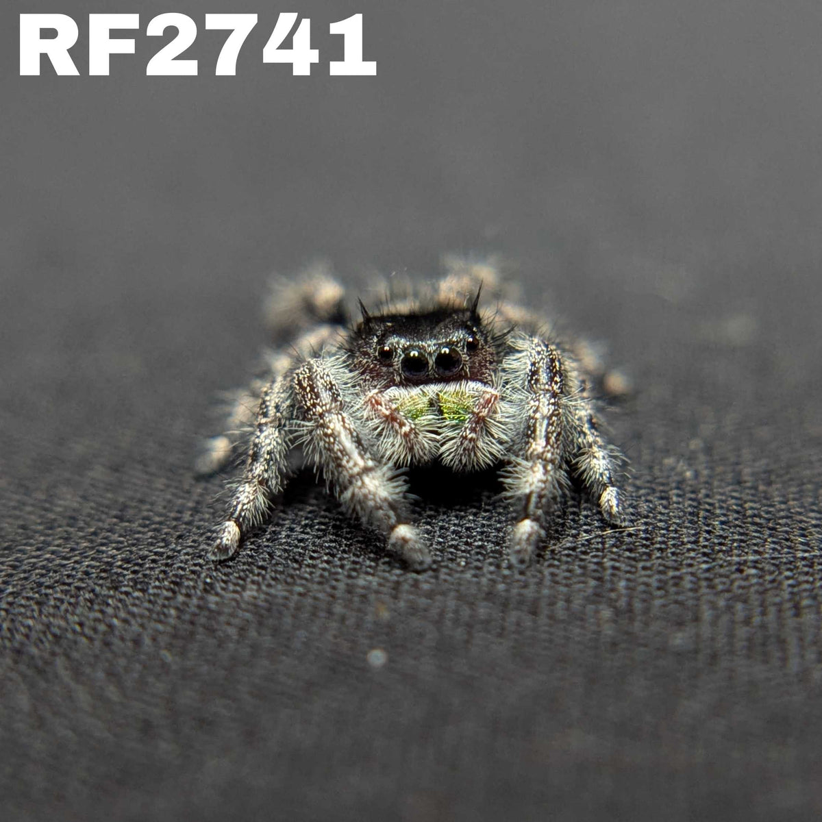 Audax Jumping Spider "Storm”
