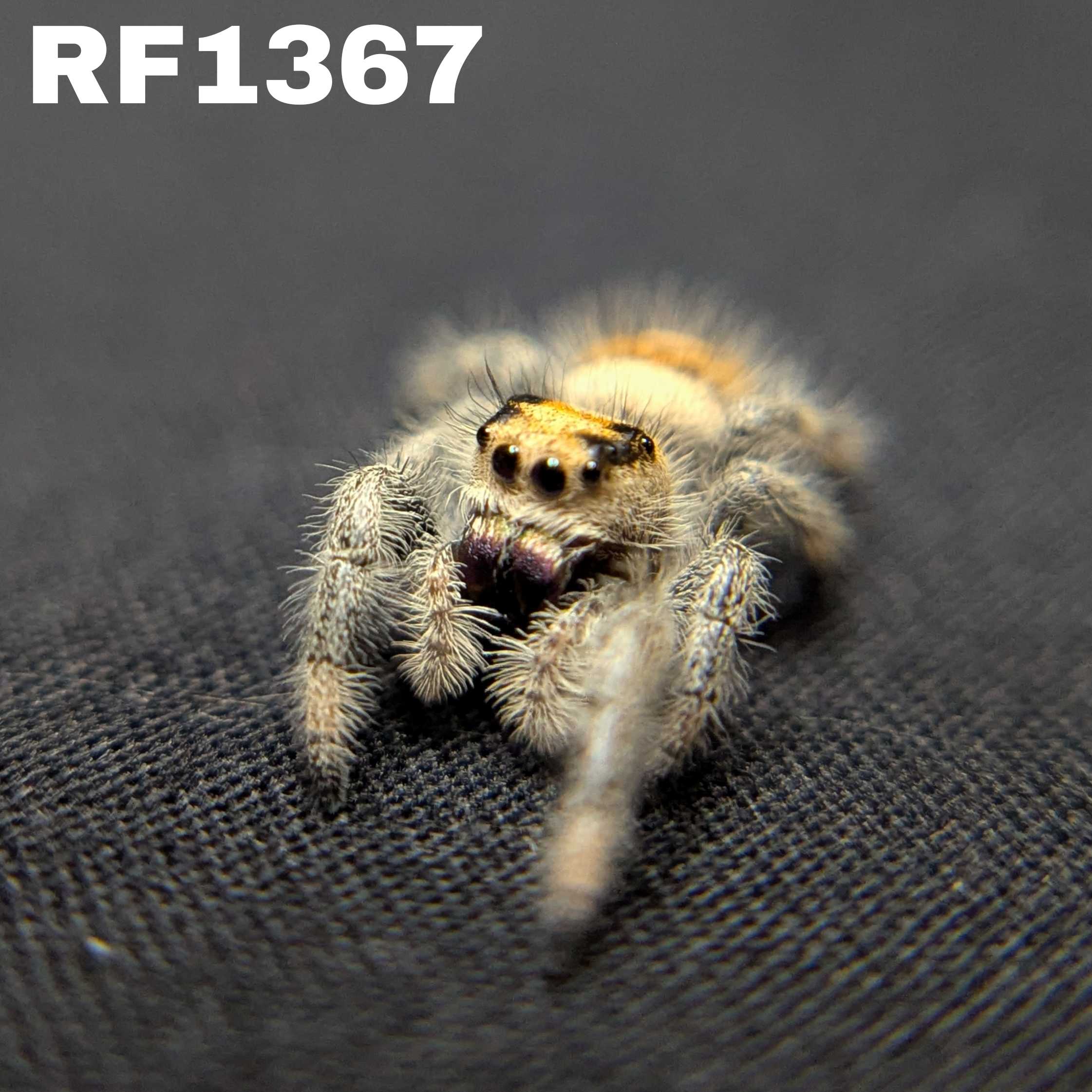 Regal Jumping Spider "Sahara"