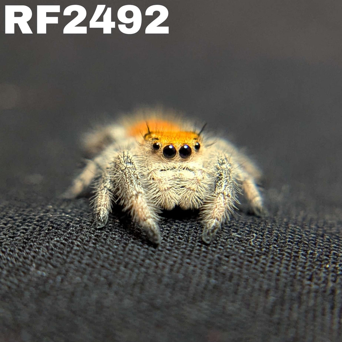 Regal Jumping Spider “Fern Spice”