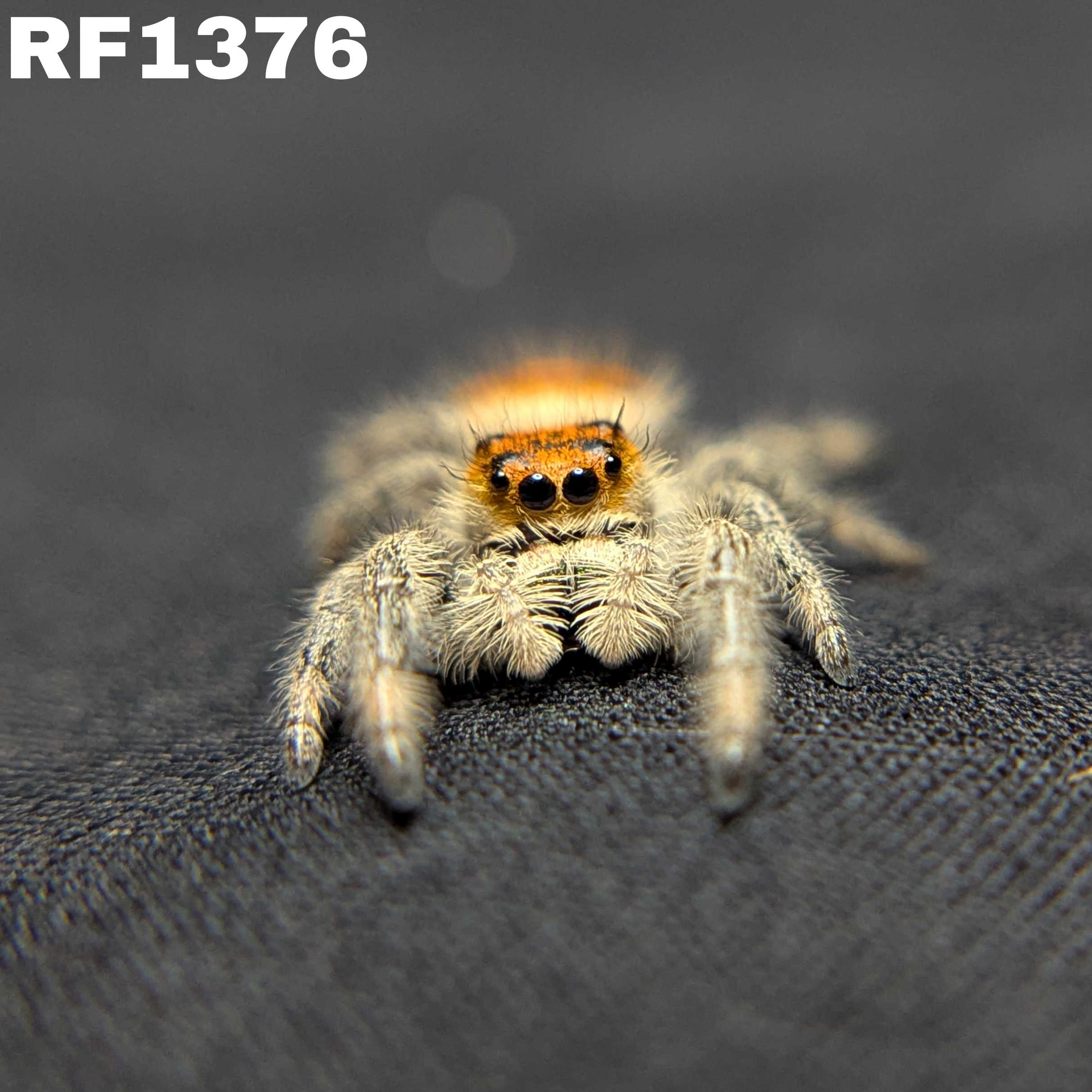 Regal Jumping Spider "Mandarin"