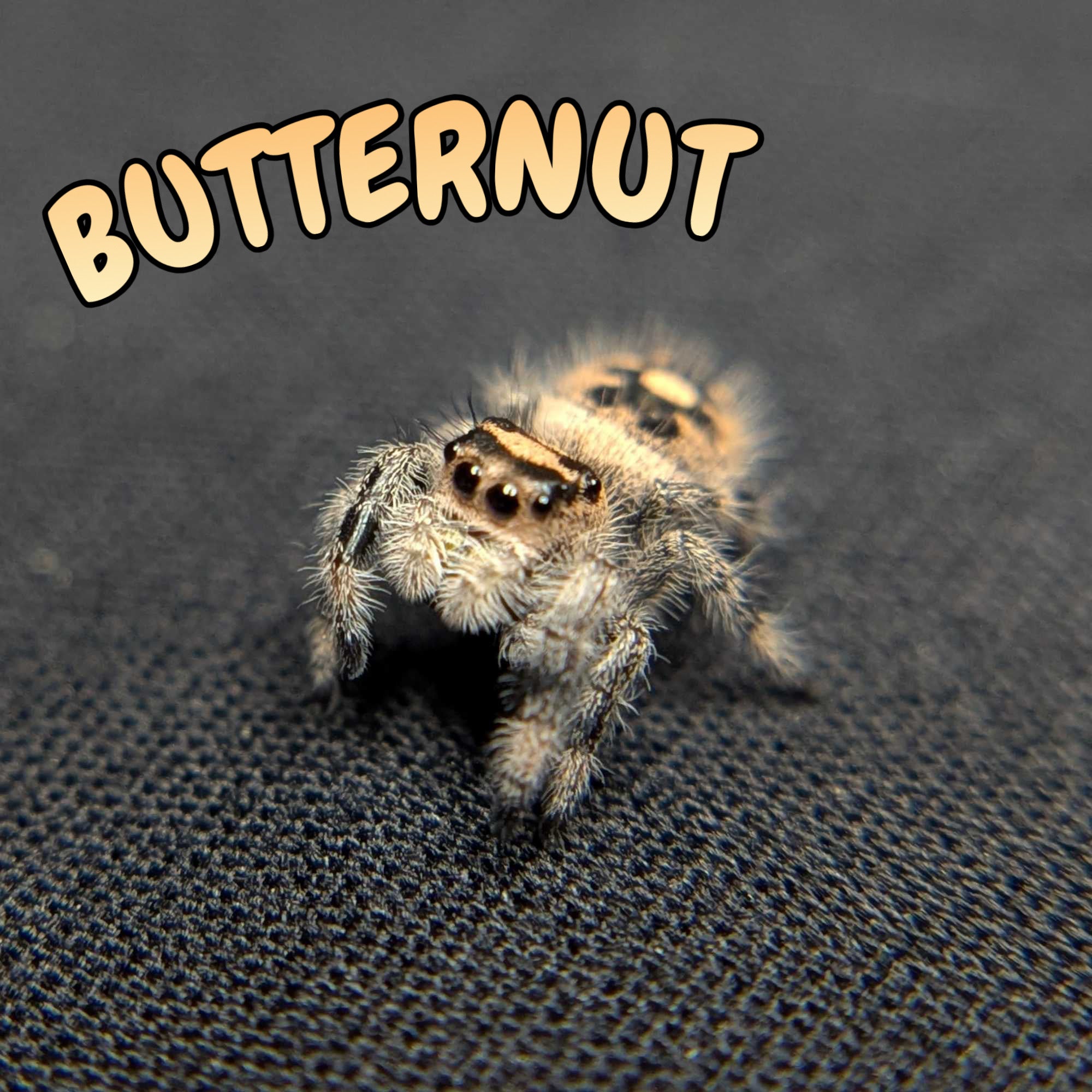 Regal Jumping Spider "Butternut"