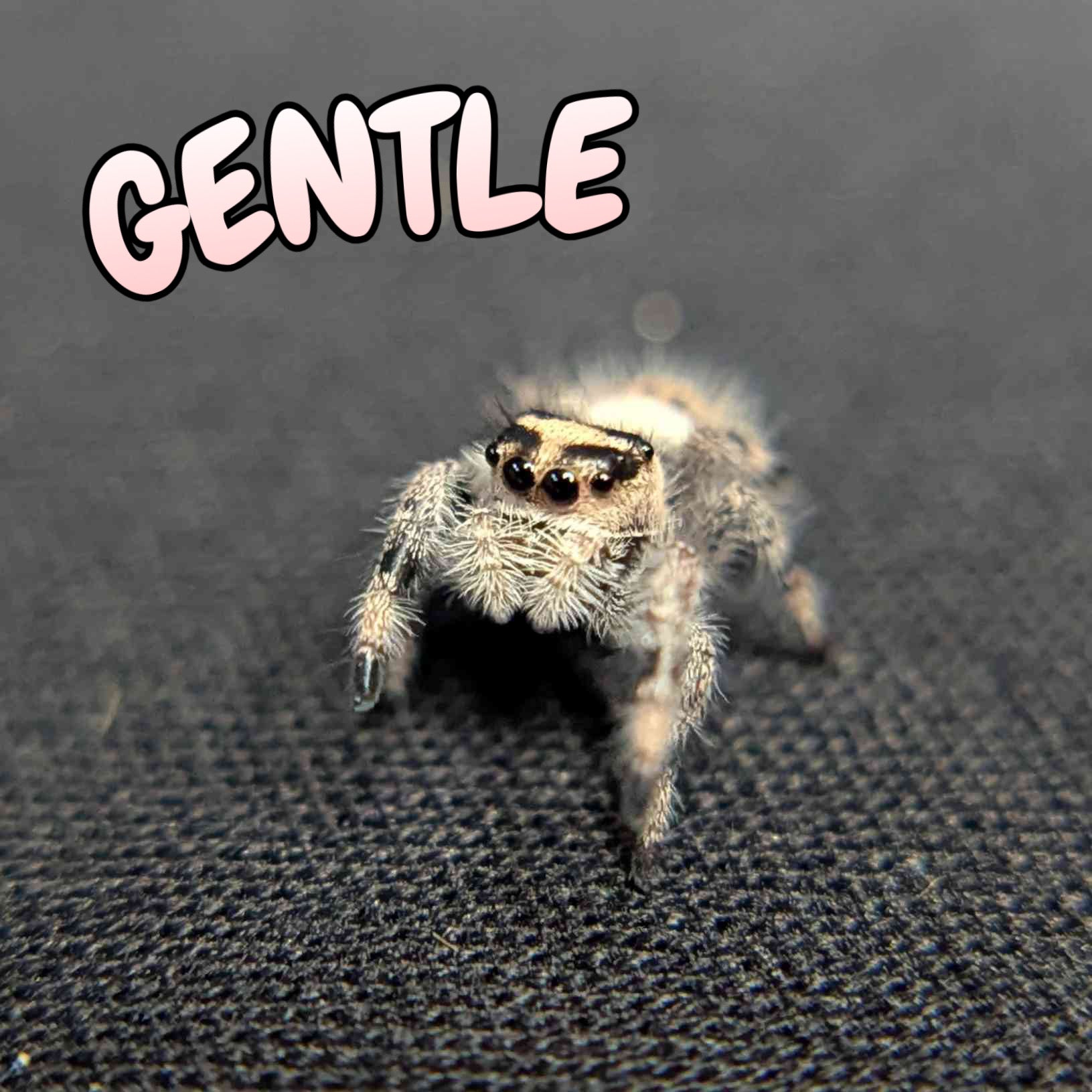 Regal Jumping Spider "Gentle"