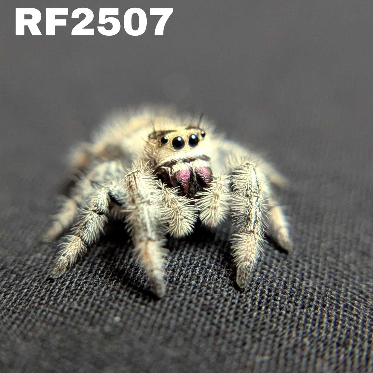 Regal Jumping Spider "Imogen"