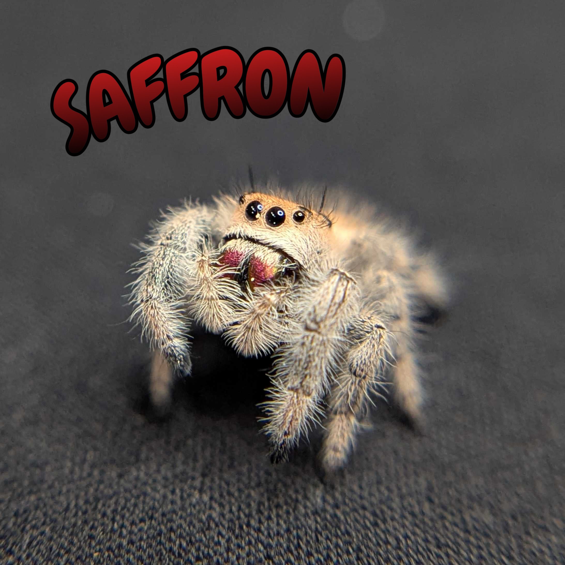 Regal Jumping Spider "Saffron"