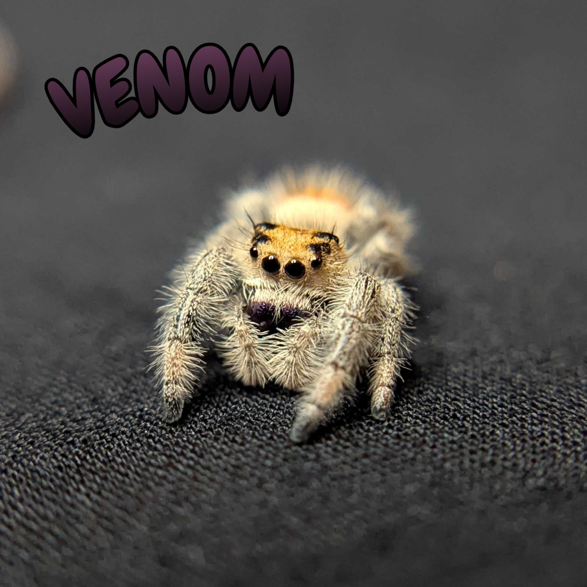 Regal Jumping Spider "Venom"