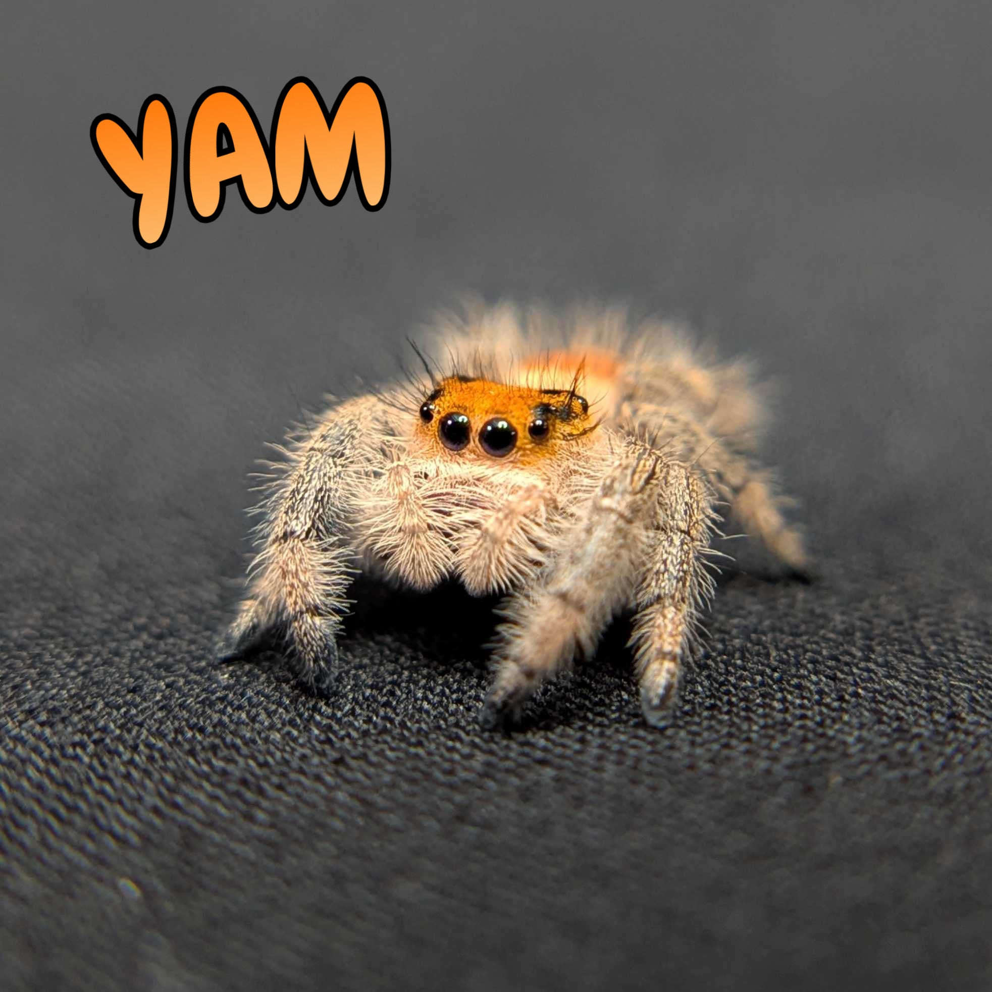 Regal Jumping Spider "Yam"