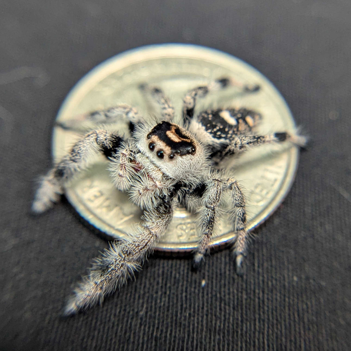 Regal Jumping Spider “Wanda”