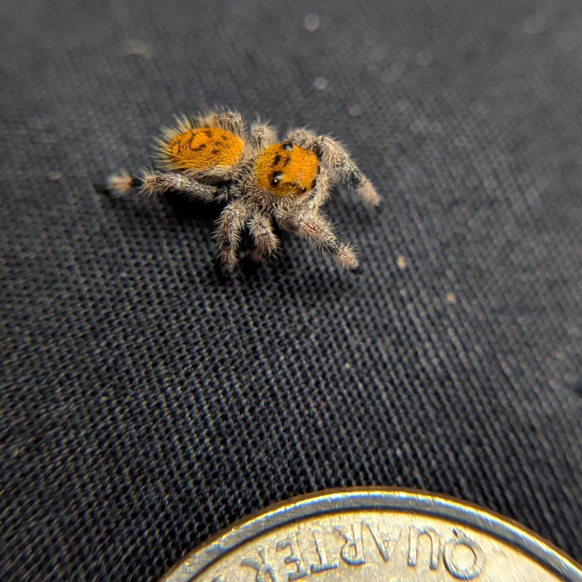 Regal Jumping Spider "Lava"