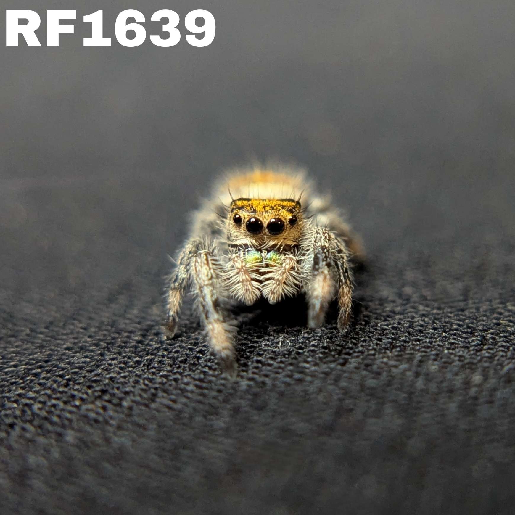 Regal Jumping Spider "Goldilocks"