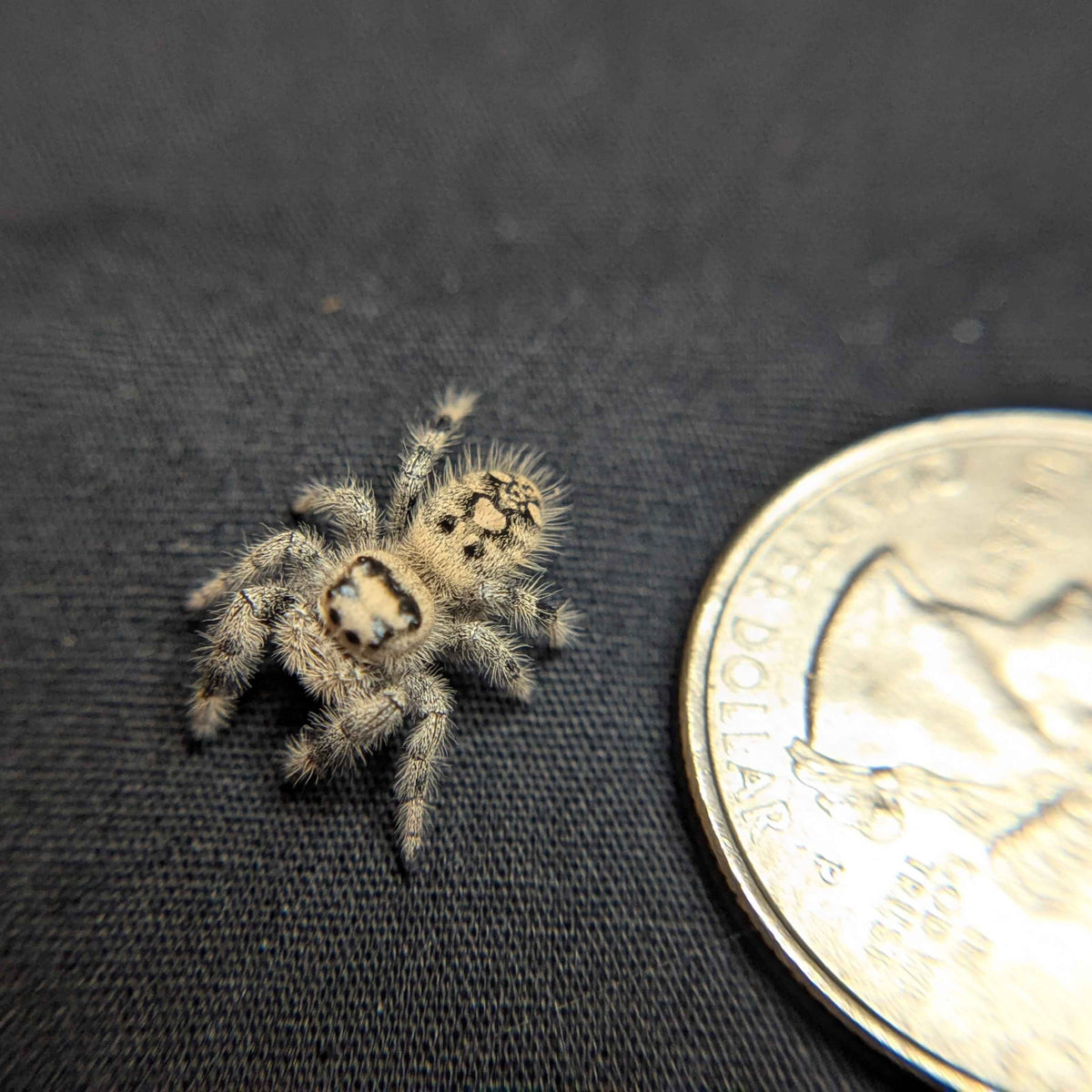 Regal Jumping Spider "Teddy"