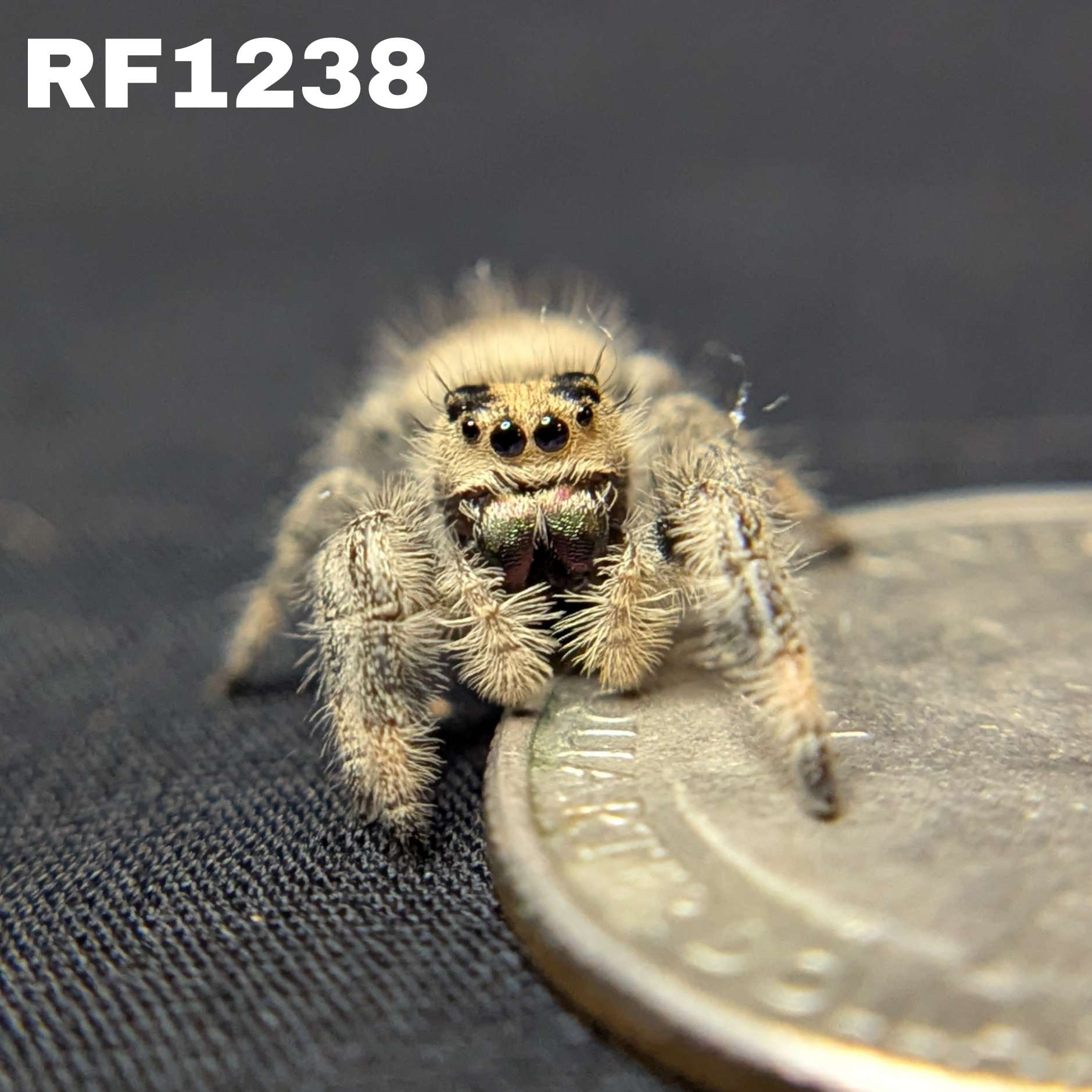 Regal Jumping Spider "Toxic"