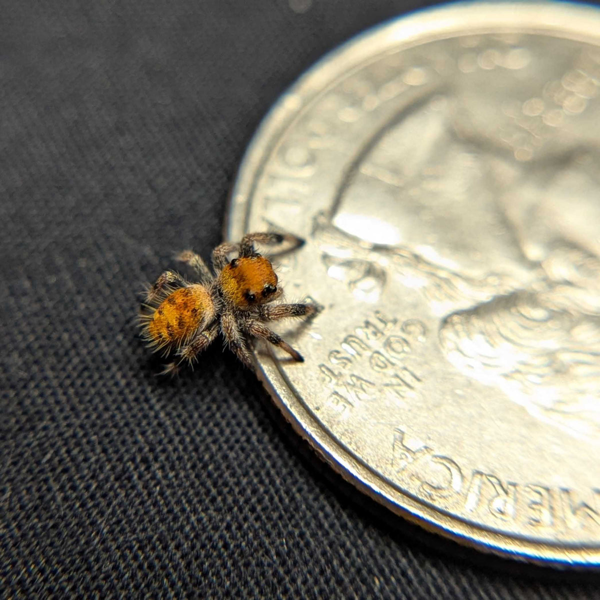 Regal Jumping Spider “Orangesicle”