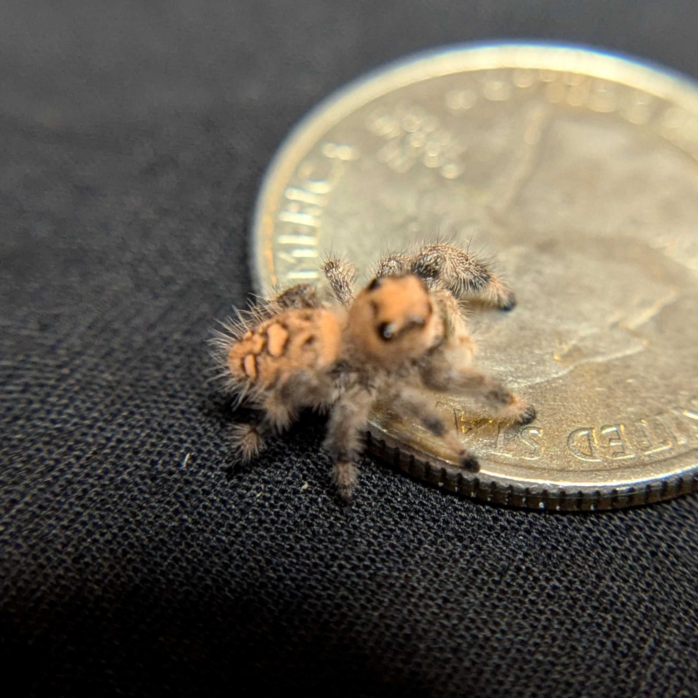 Regal Jumping Spider "Peanut"