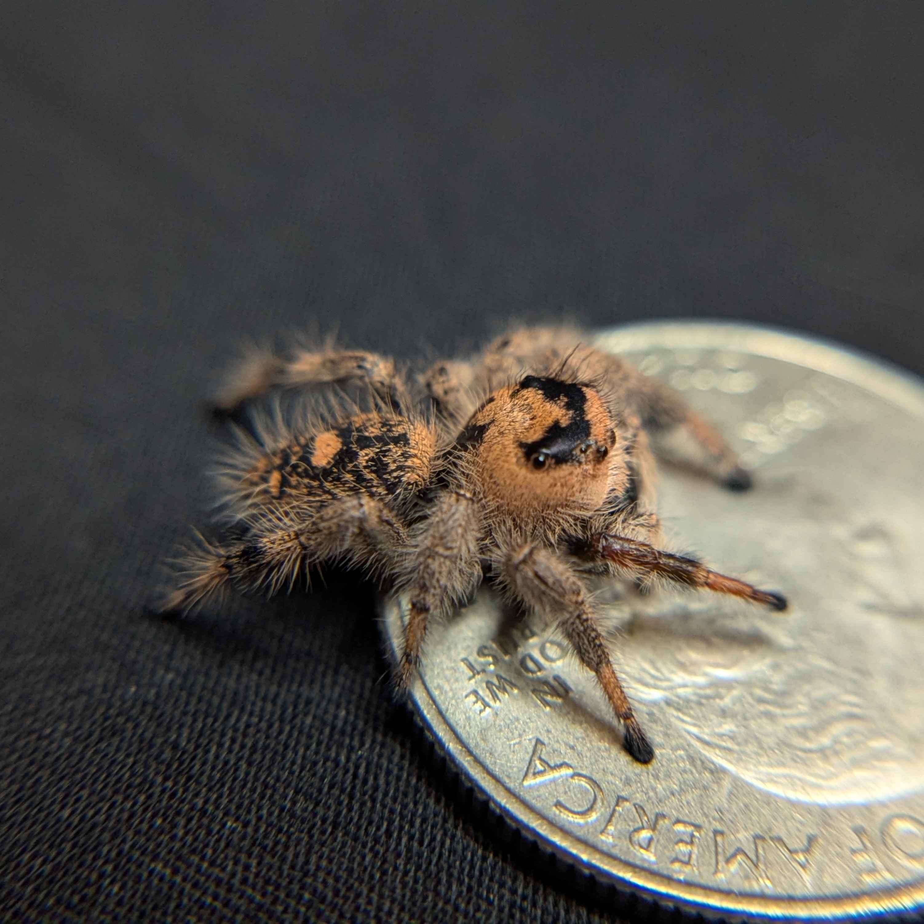 Regal Jumping Spider “Prancer”
