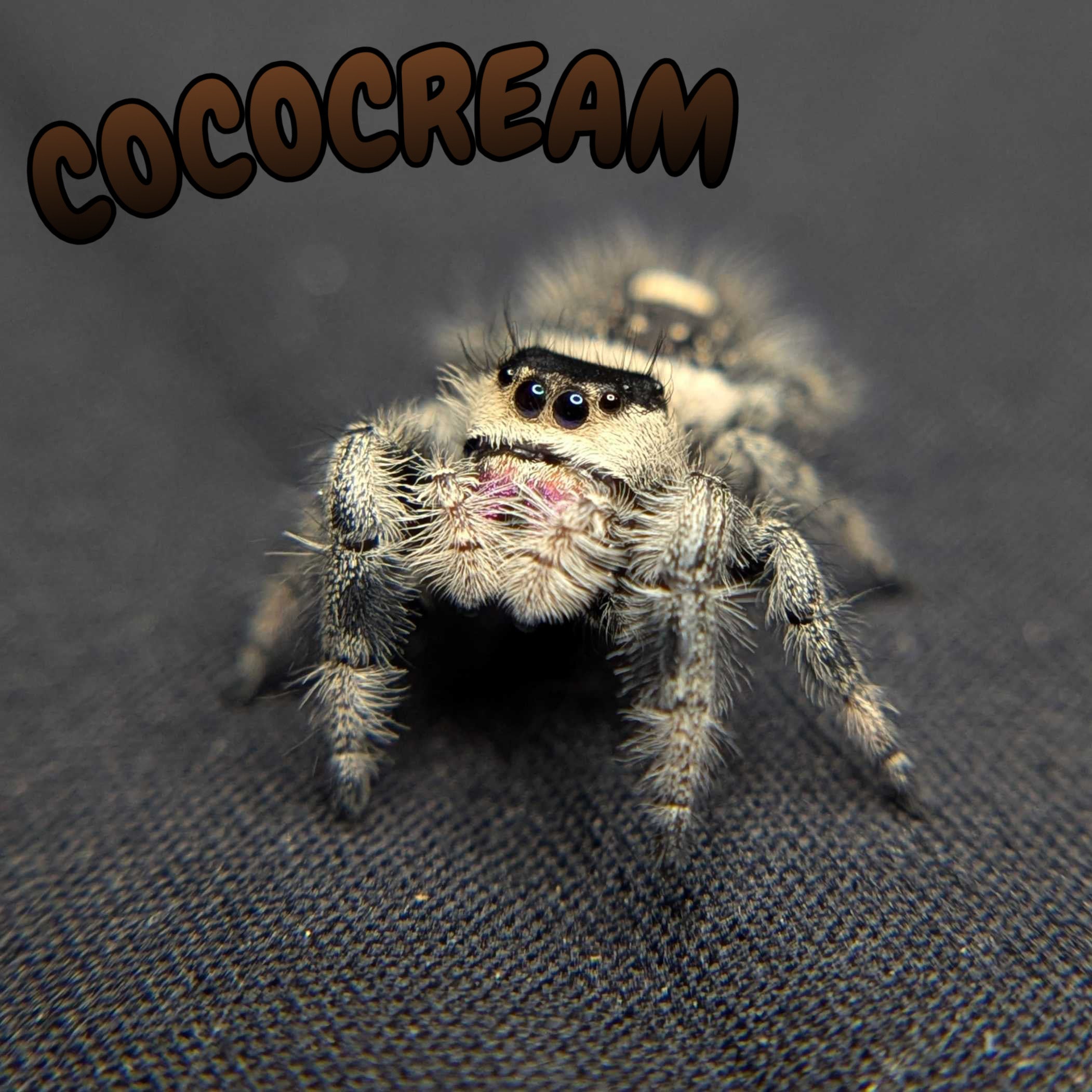 Regal Jumping Spider "Chococream"