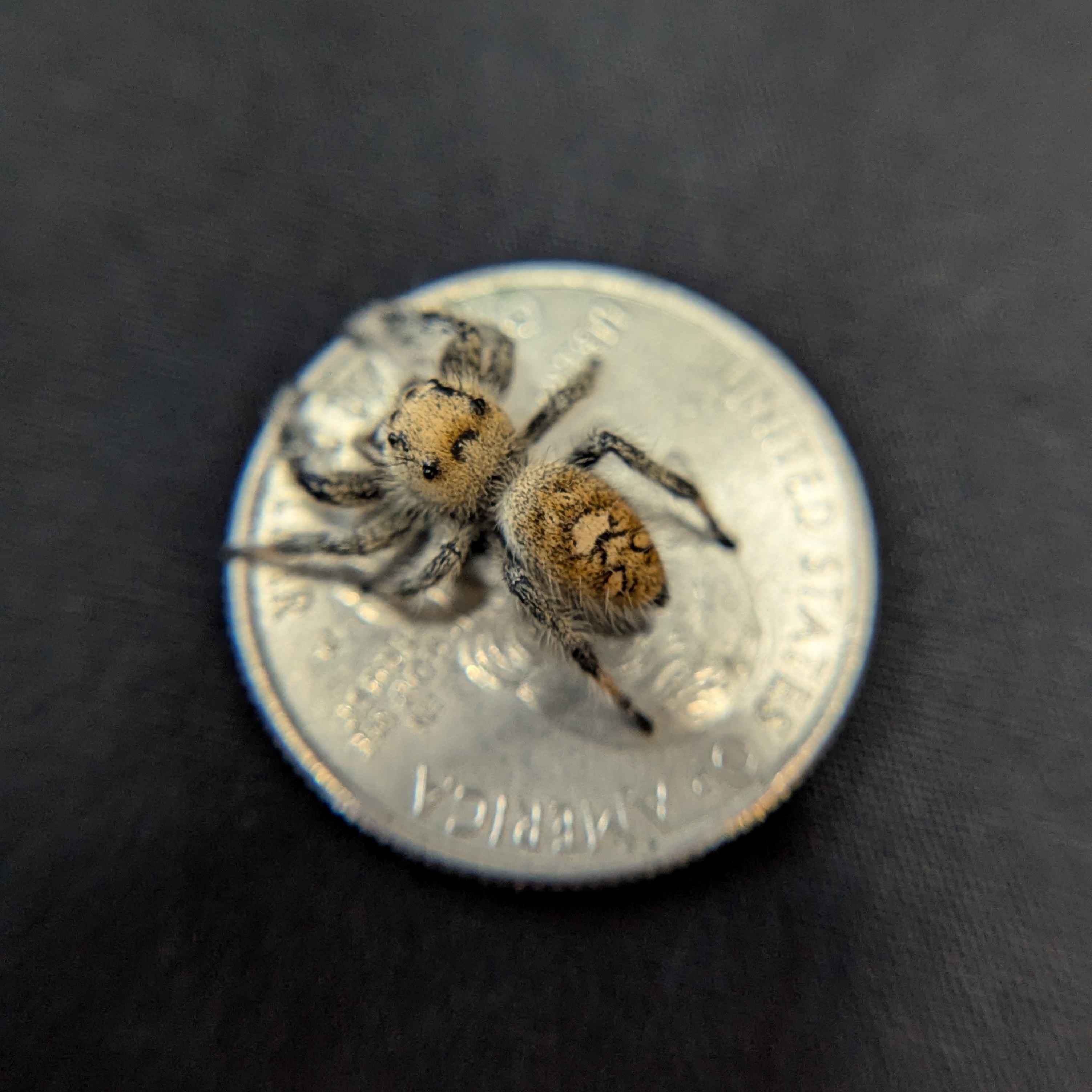 Regal Jumping Spider “Blue Dream”