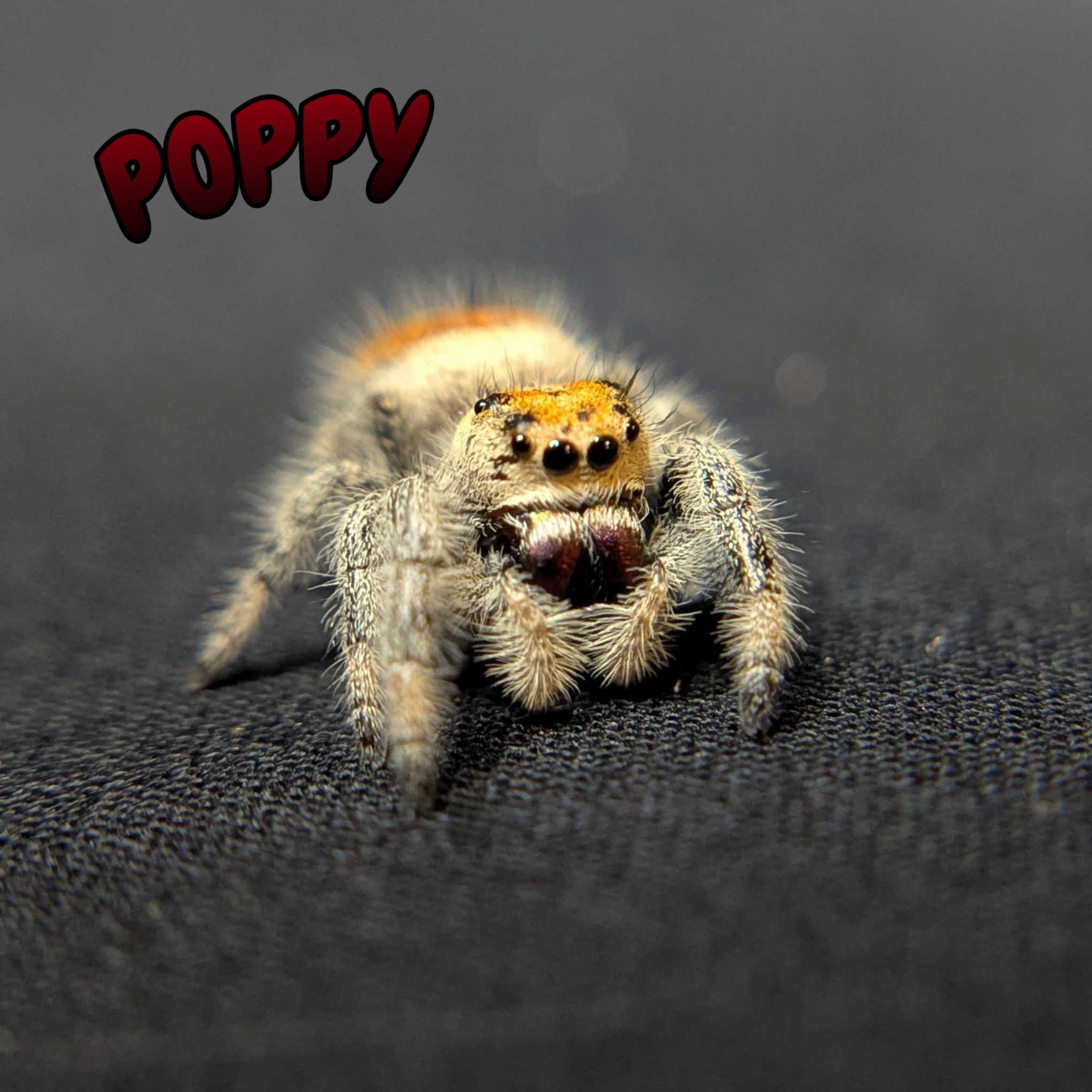 Regal Jumping Spider “Poppy”