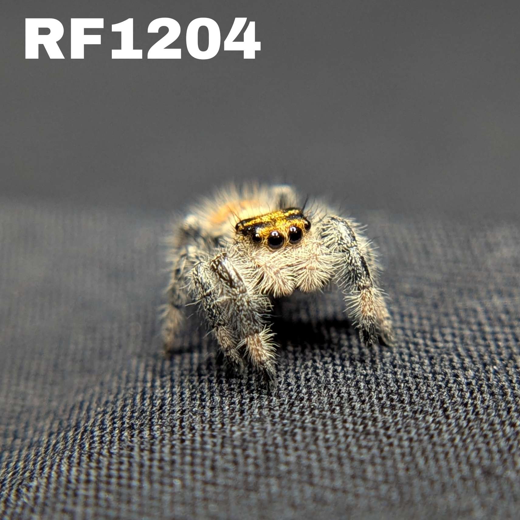 Regal Jumping Spider "Caramel"