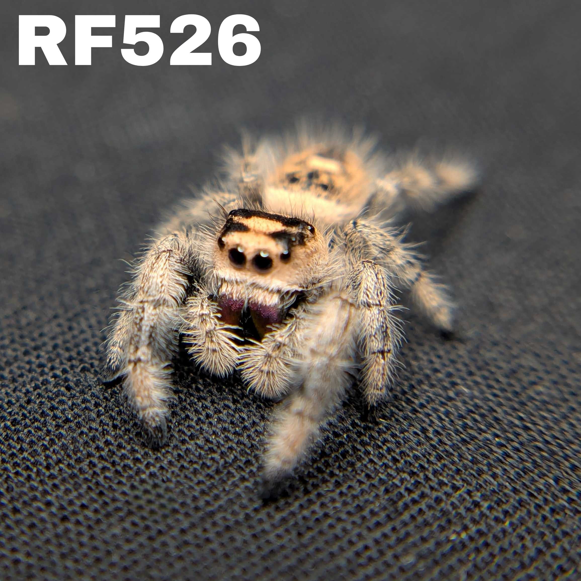 Regal Jumping Spider “Magma”