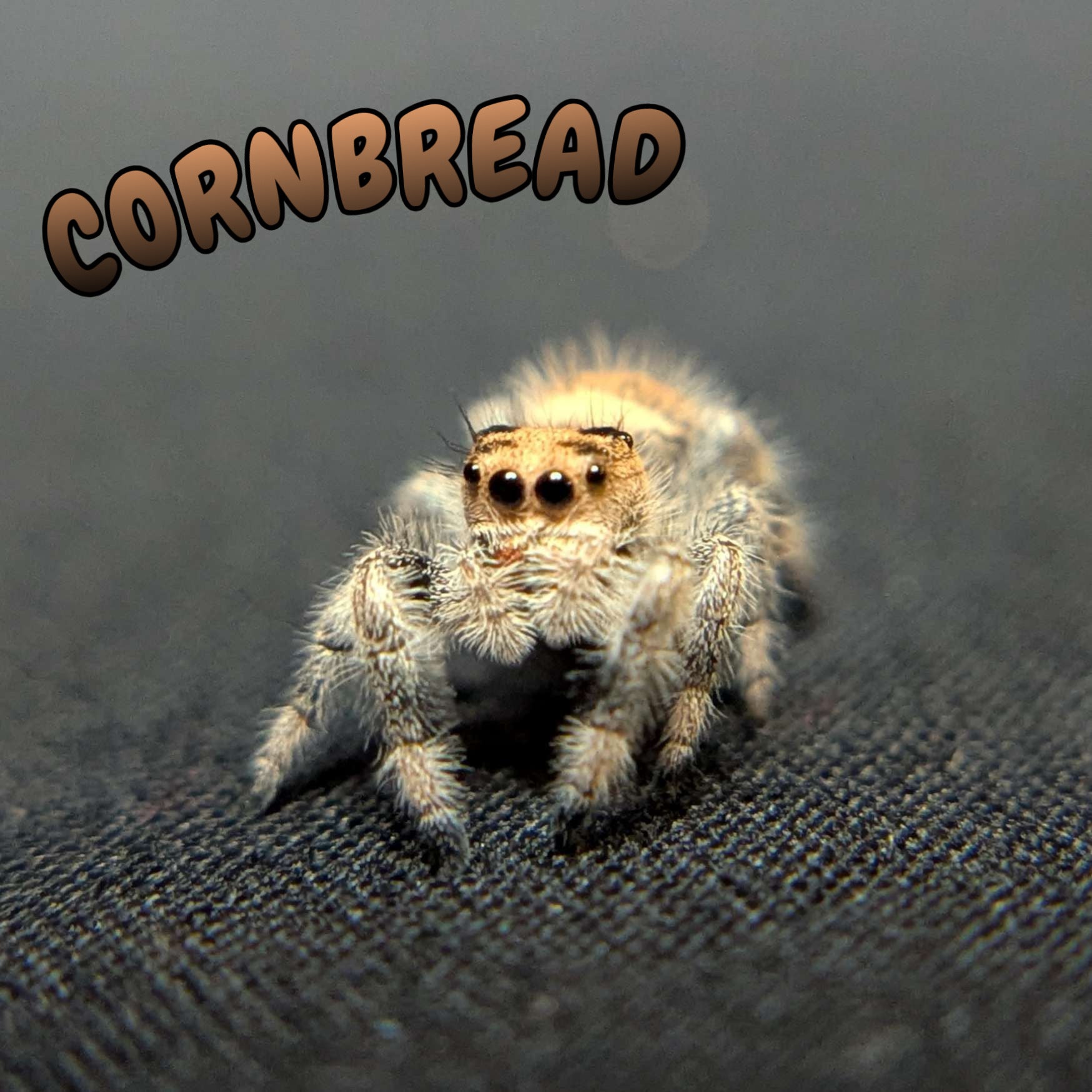 Regal Jumping Spider "Cornbread"