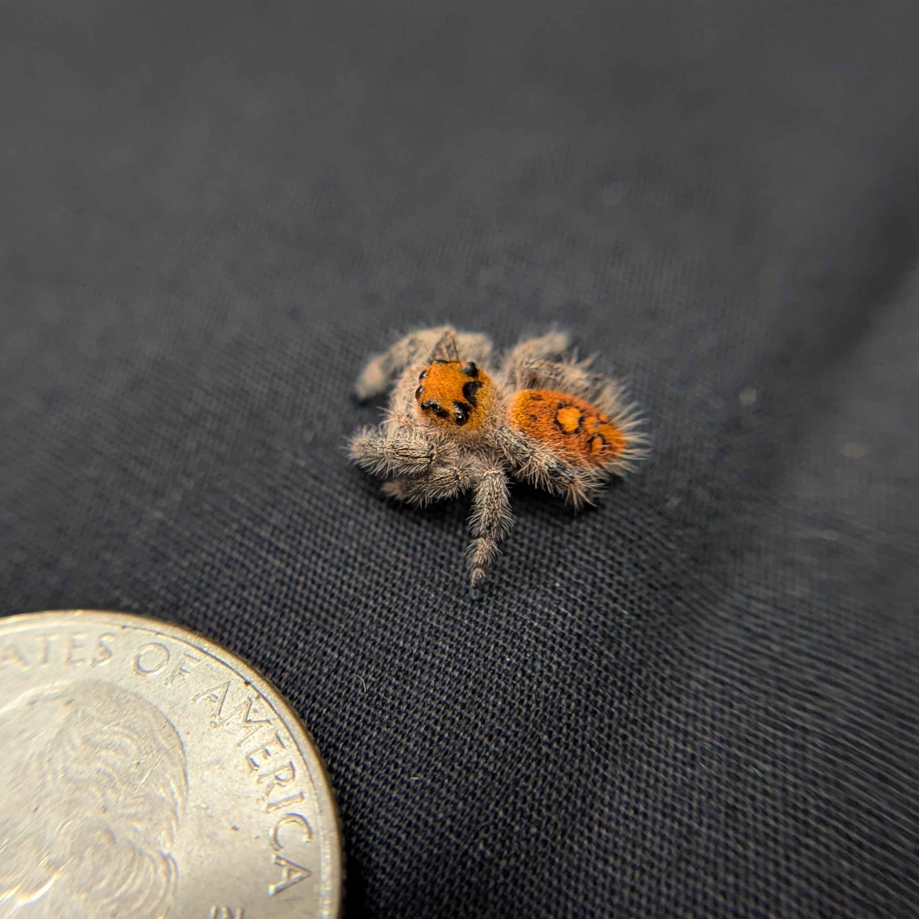 Regal Jumping Spider "Yam"