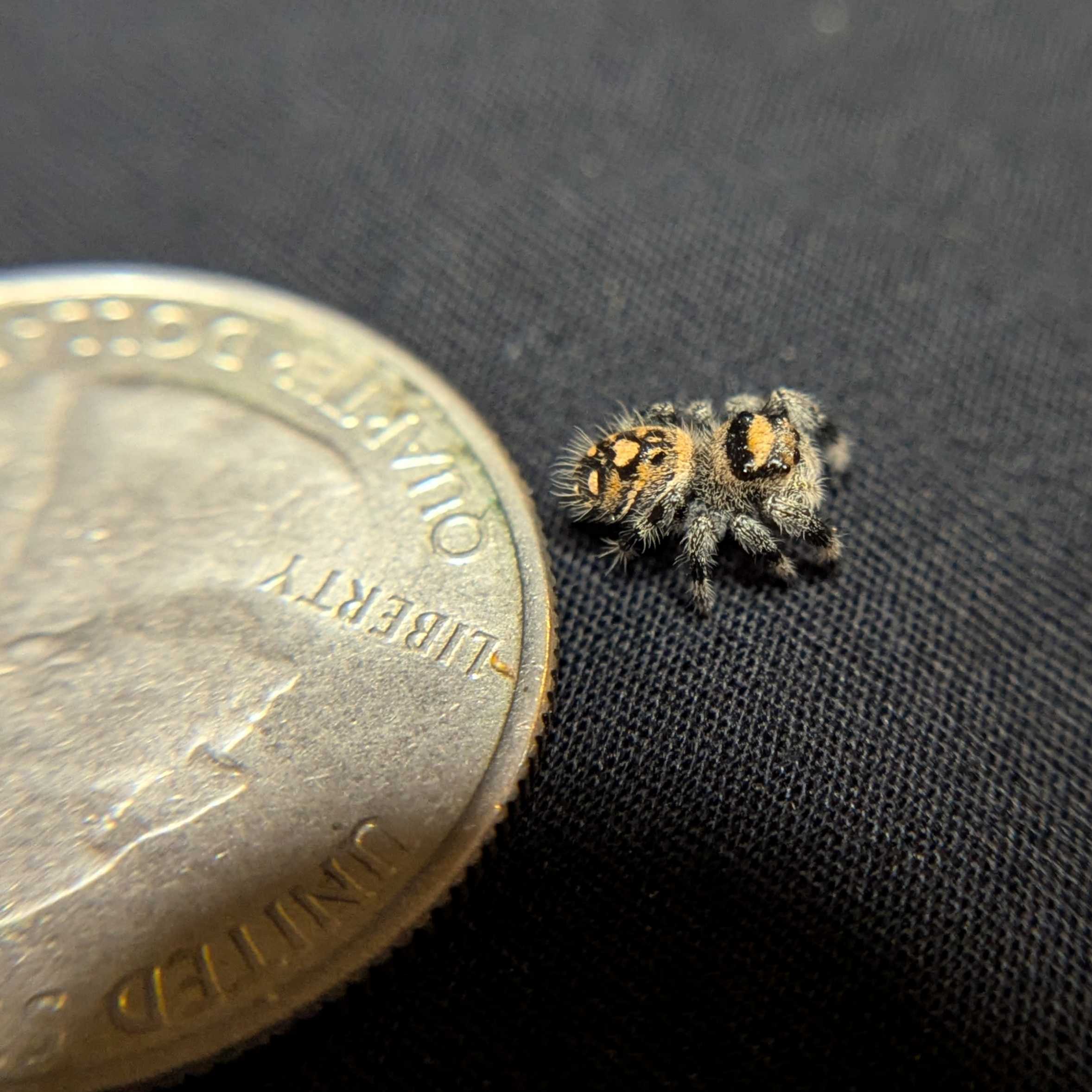 Regal Jumping Spider "Nugget"