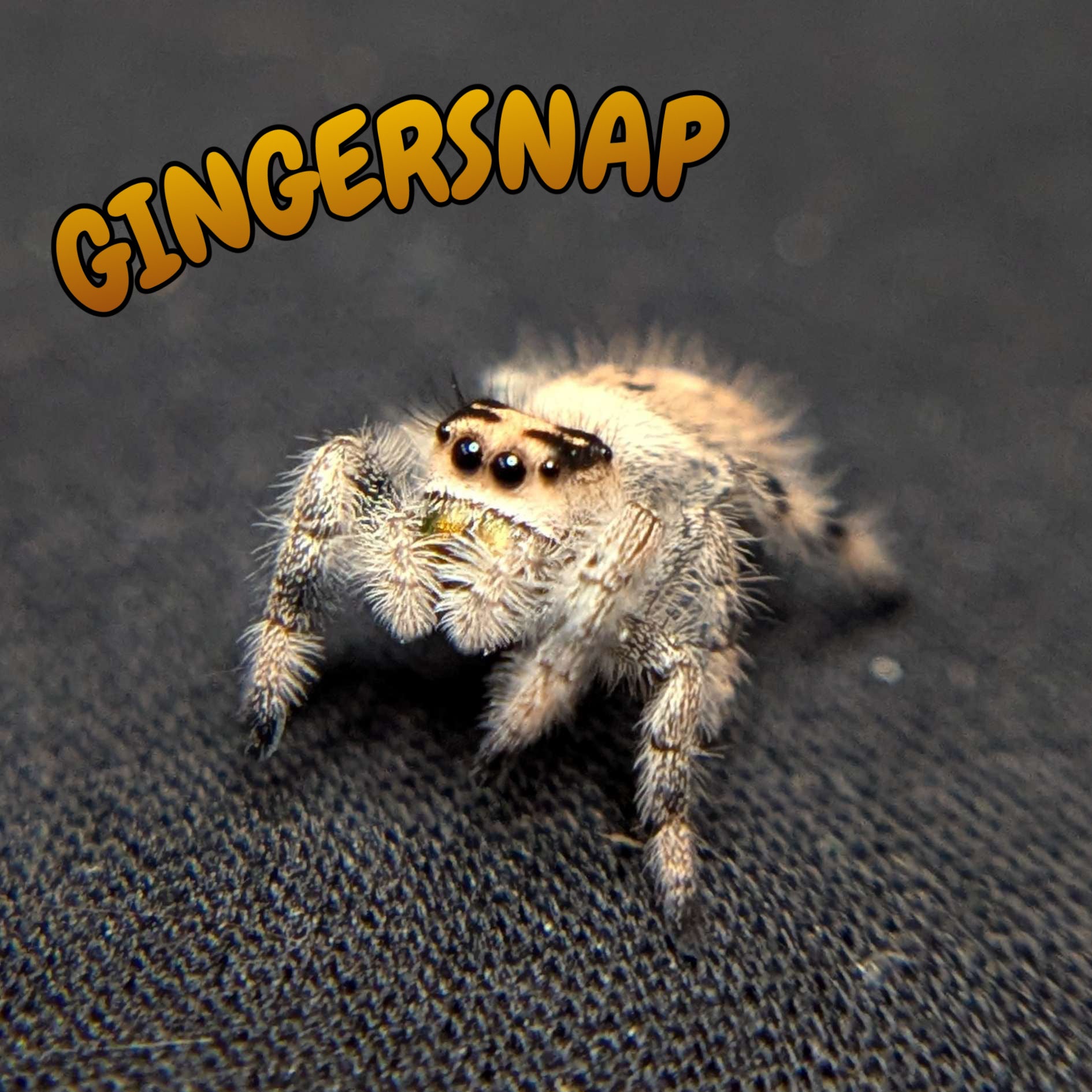 Female Regal Jumping Spider Gingersnap