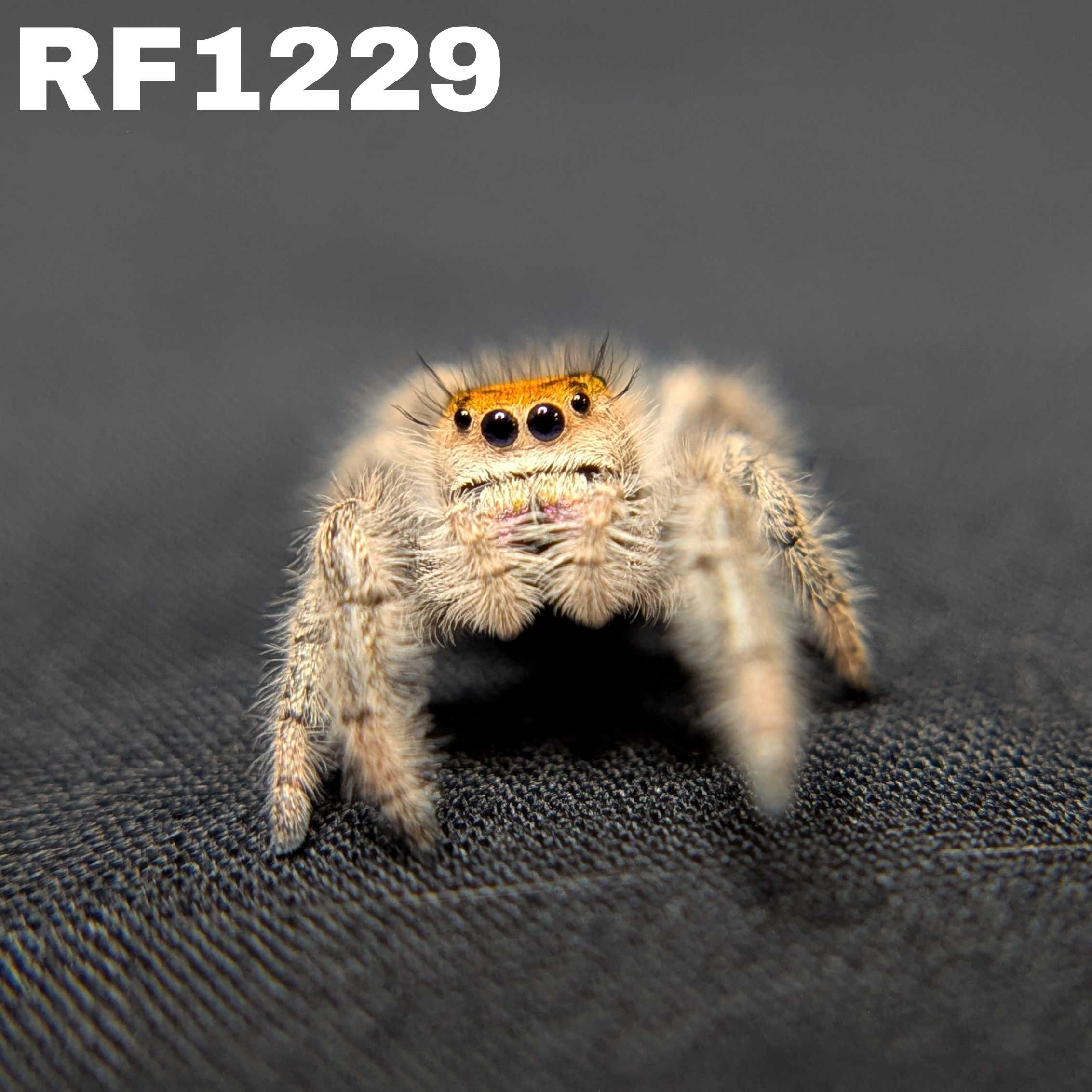 Regal Jumping Spider "Strawberry"