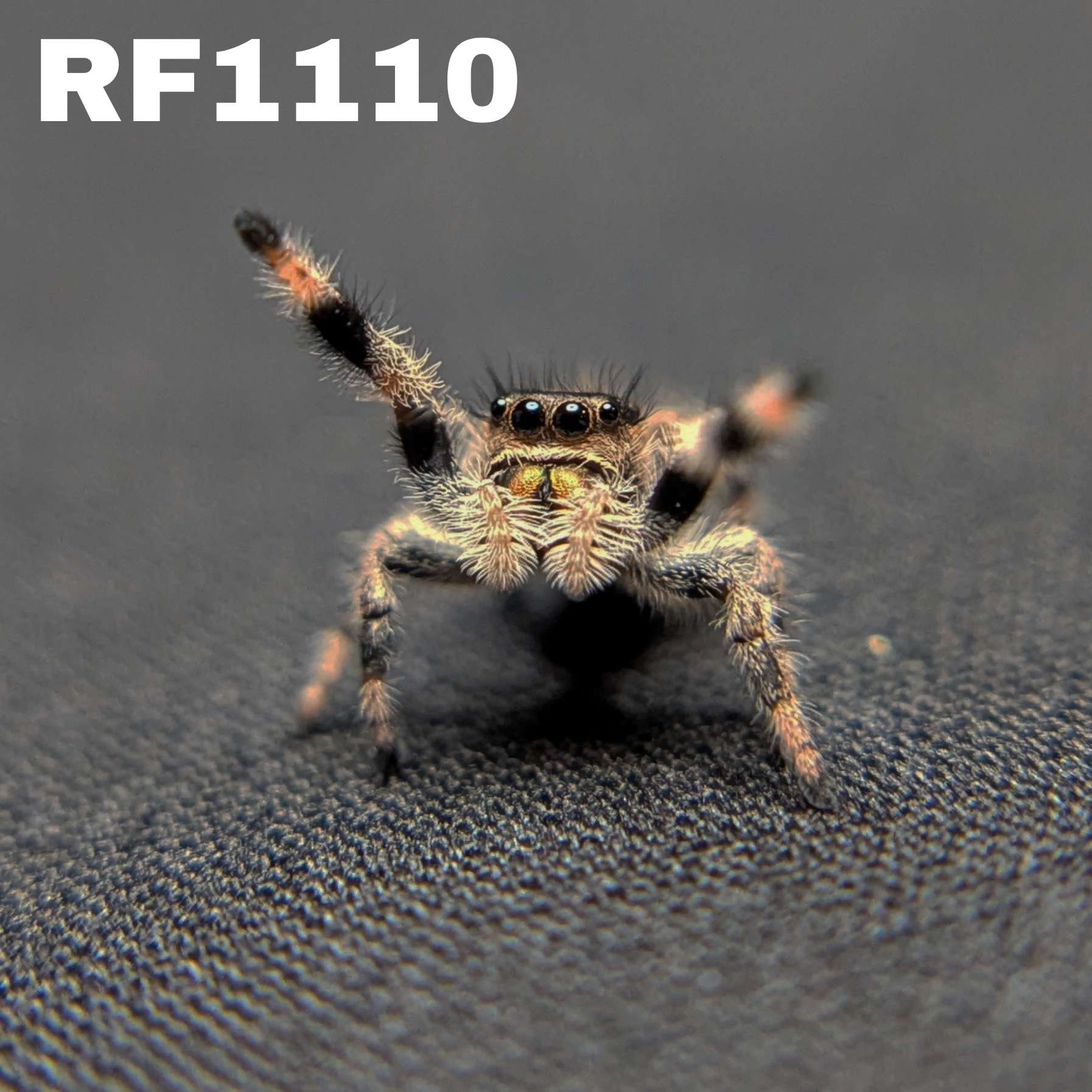 Regal Jumping Spider “Camellia”